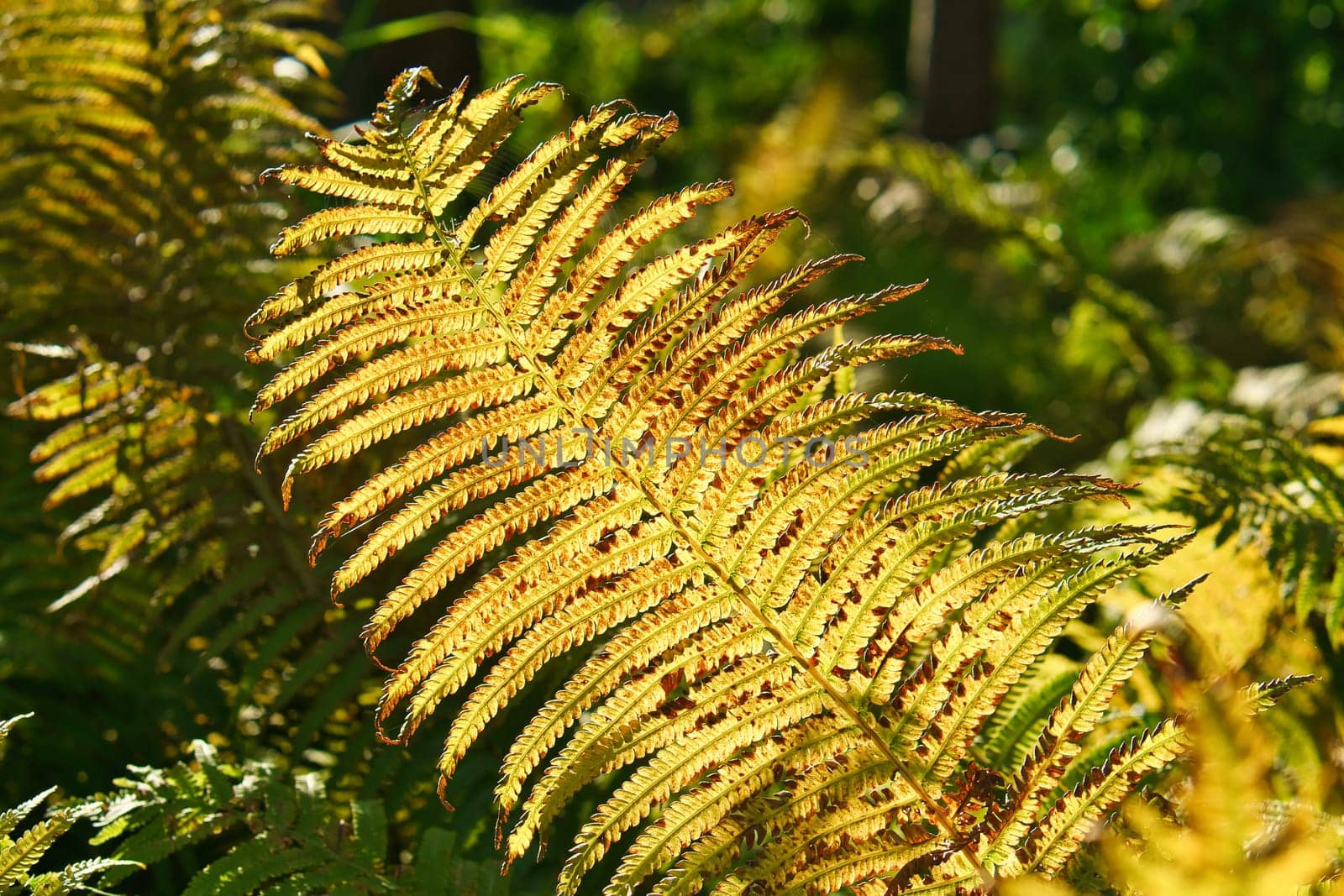Yellow green fern leaf at autumn time with autumn light. Fern leaf in foreground. Light shines on the ribs of the leaf. Plant photo from nature