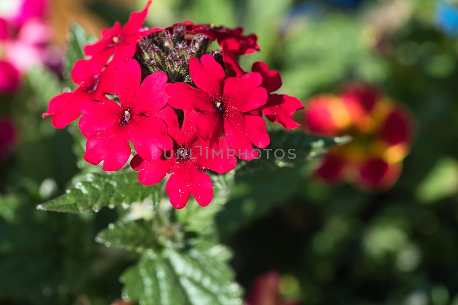 Red petals of a flower on a green meadow. Flower photo from nature. Landscape photo
