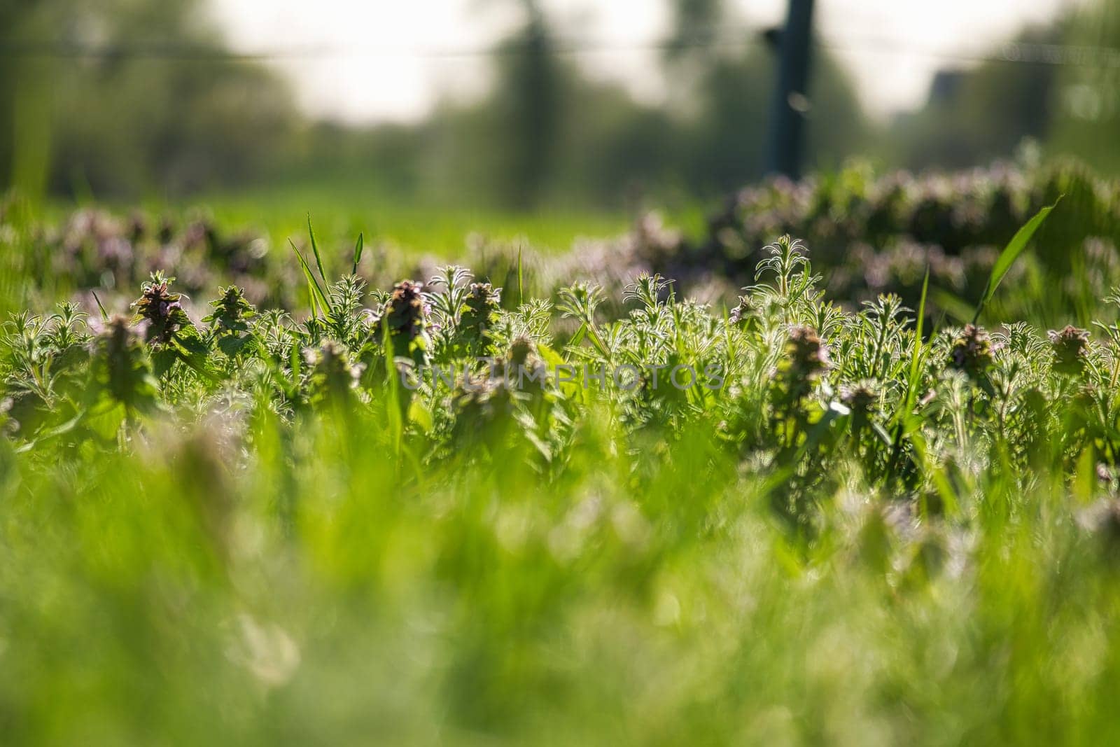 Flower meadow with smaller flowers and grass with lots of bokeh. Nature photo