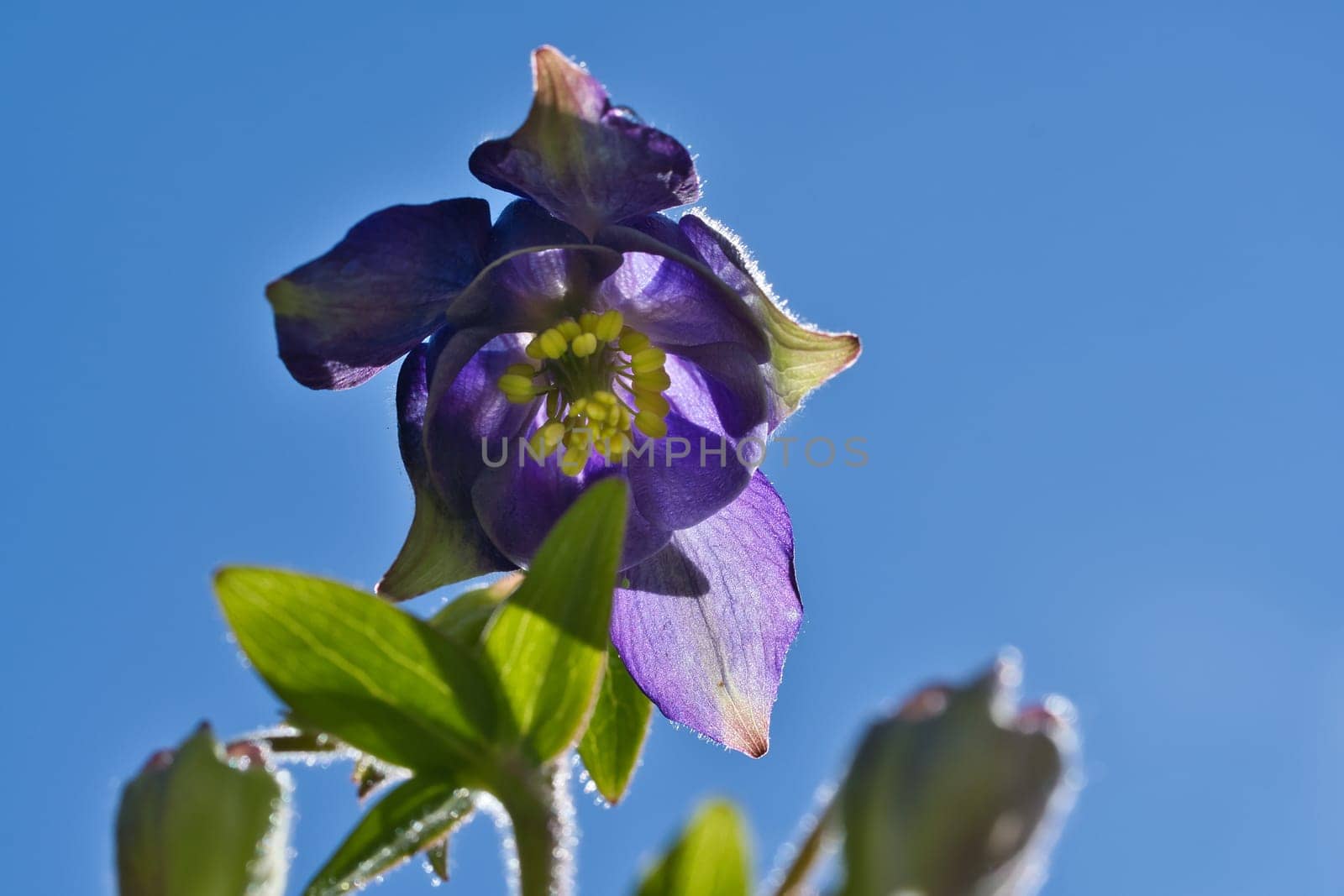 blue purple wild orchid on a green meadow. Flower photo from nature. Landscape photo