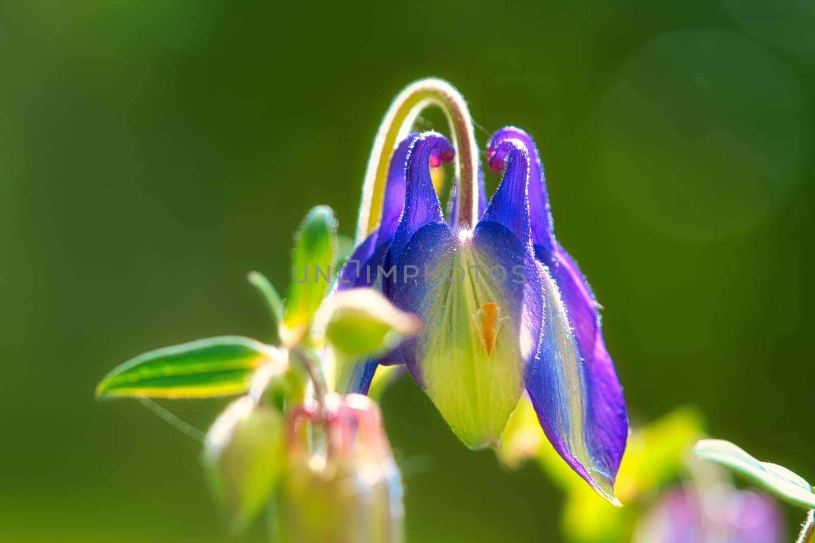 blue purple wild orchid on a green meadow. Flower photo from nature. Landscape photo