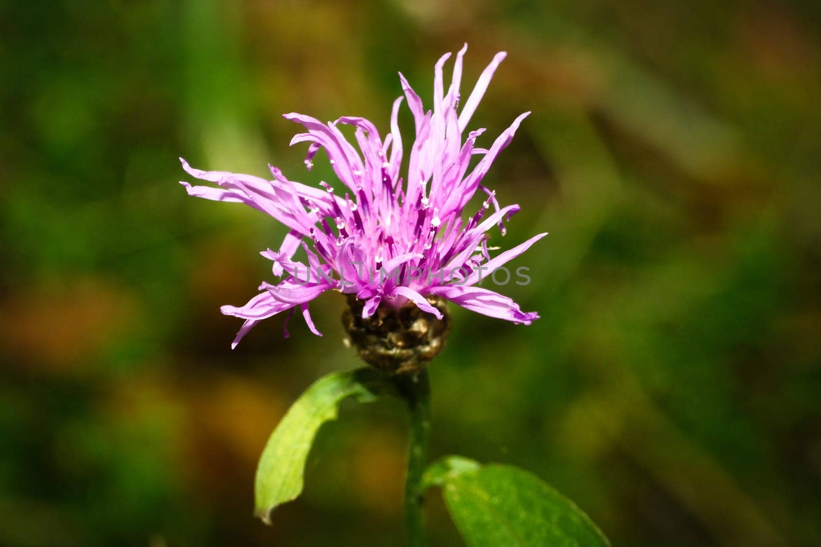 purple thistle flower on a green meadow. Flower photo from nature. Landscape photo