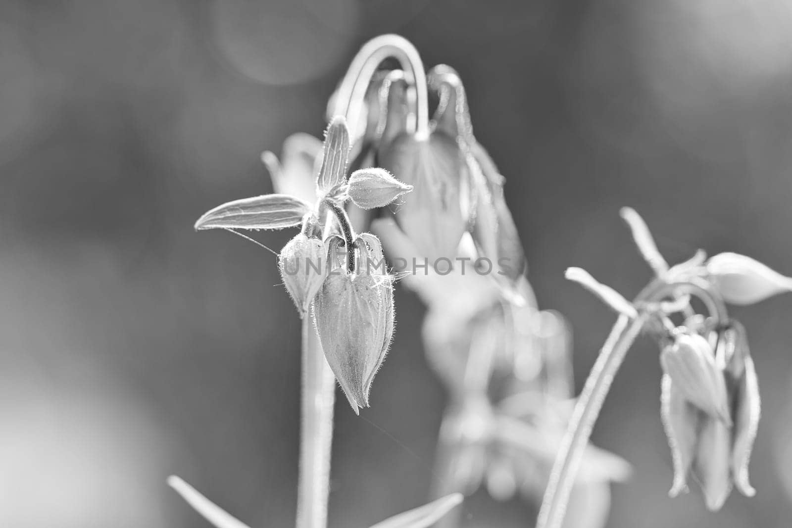 wild orchid on a meadow. Black and white shot. Flower photo from nature. Landscape photo