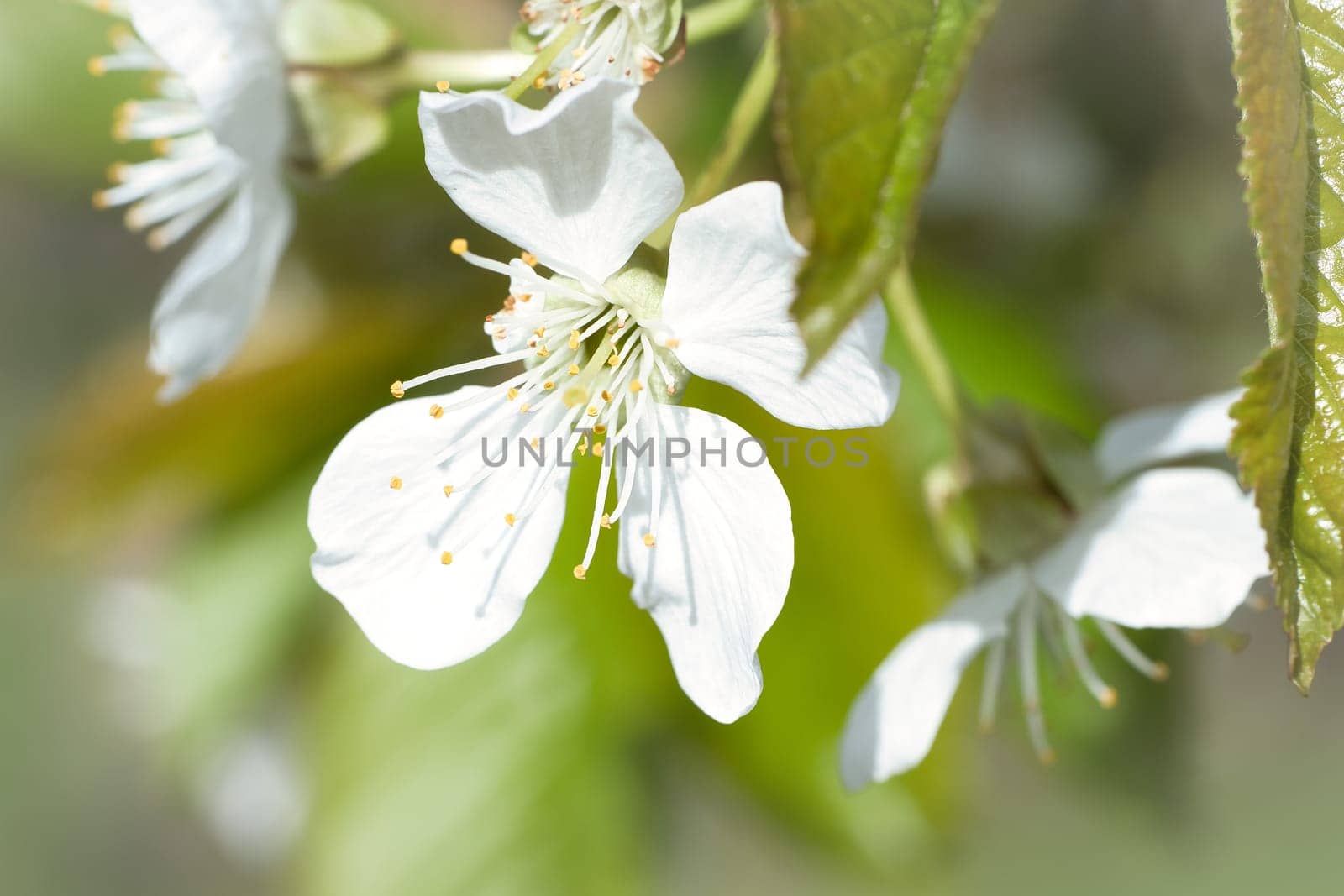white pink apple blossom on the branch of apple tree. Blossoms from fruit in the garden. Spring time in nature. Food photo
