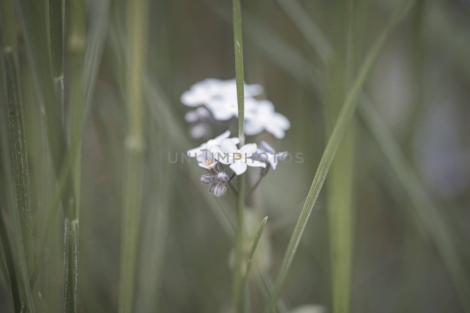 Blue petals of a flower isolated in green grass shown. Natural meadow with flowers. Landscape shot from nature