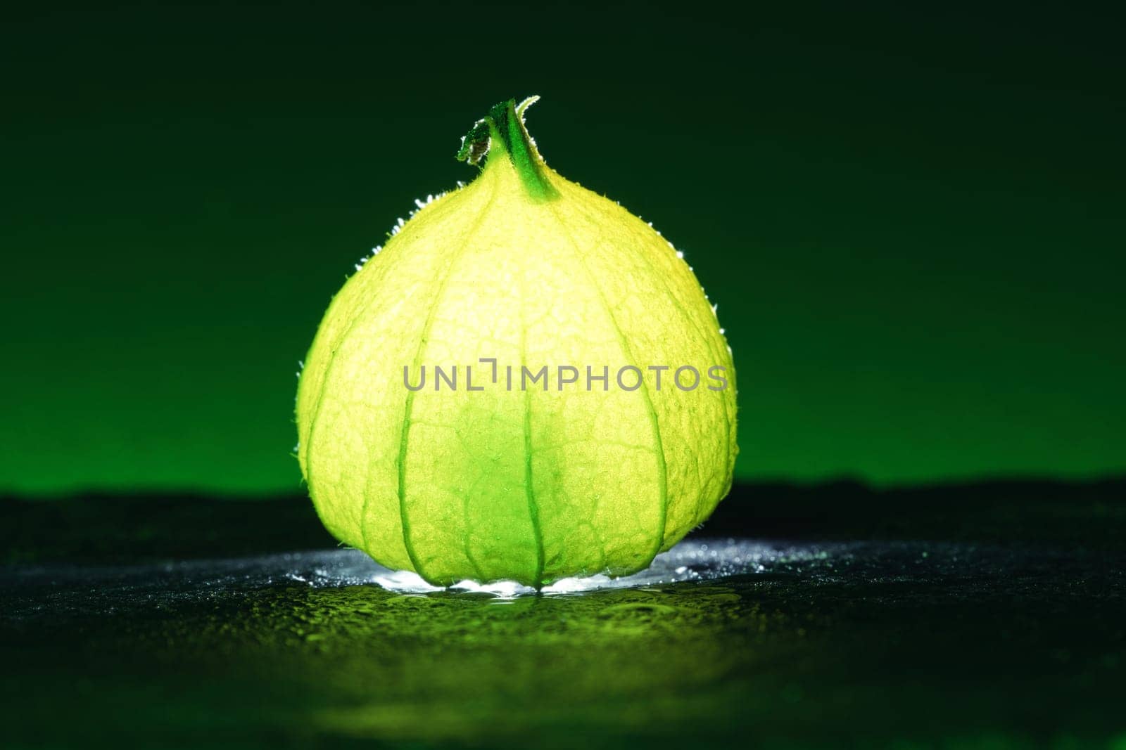 Physalis on black wet soil with green background. Illuminated fruit. Vitamin C rich fruit. Structures shown in detail. Photo food