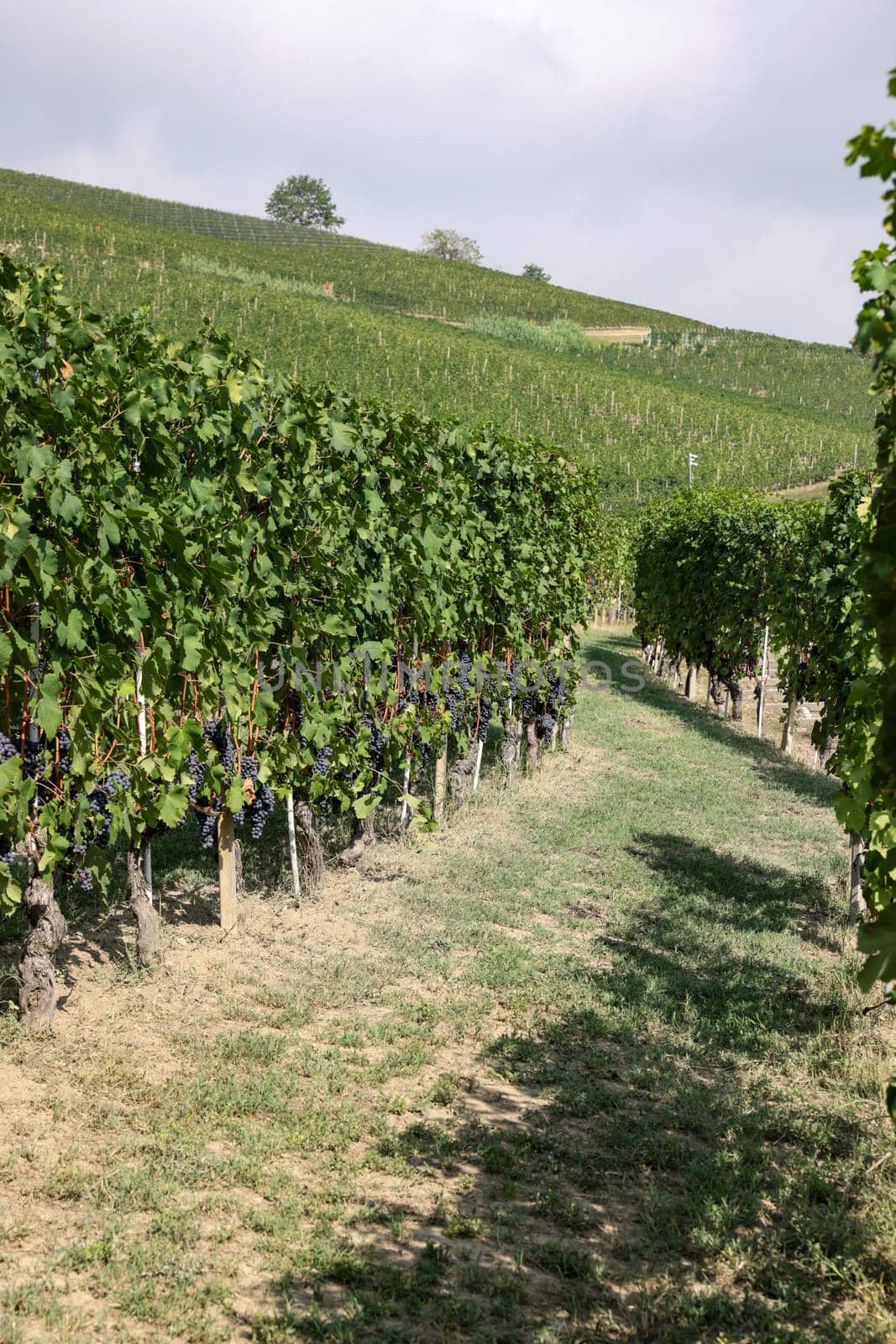 Langhe vineyards near Barolo and La Morra, Unesco Site, Piedmont, Italy