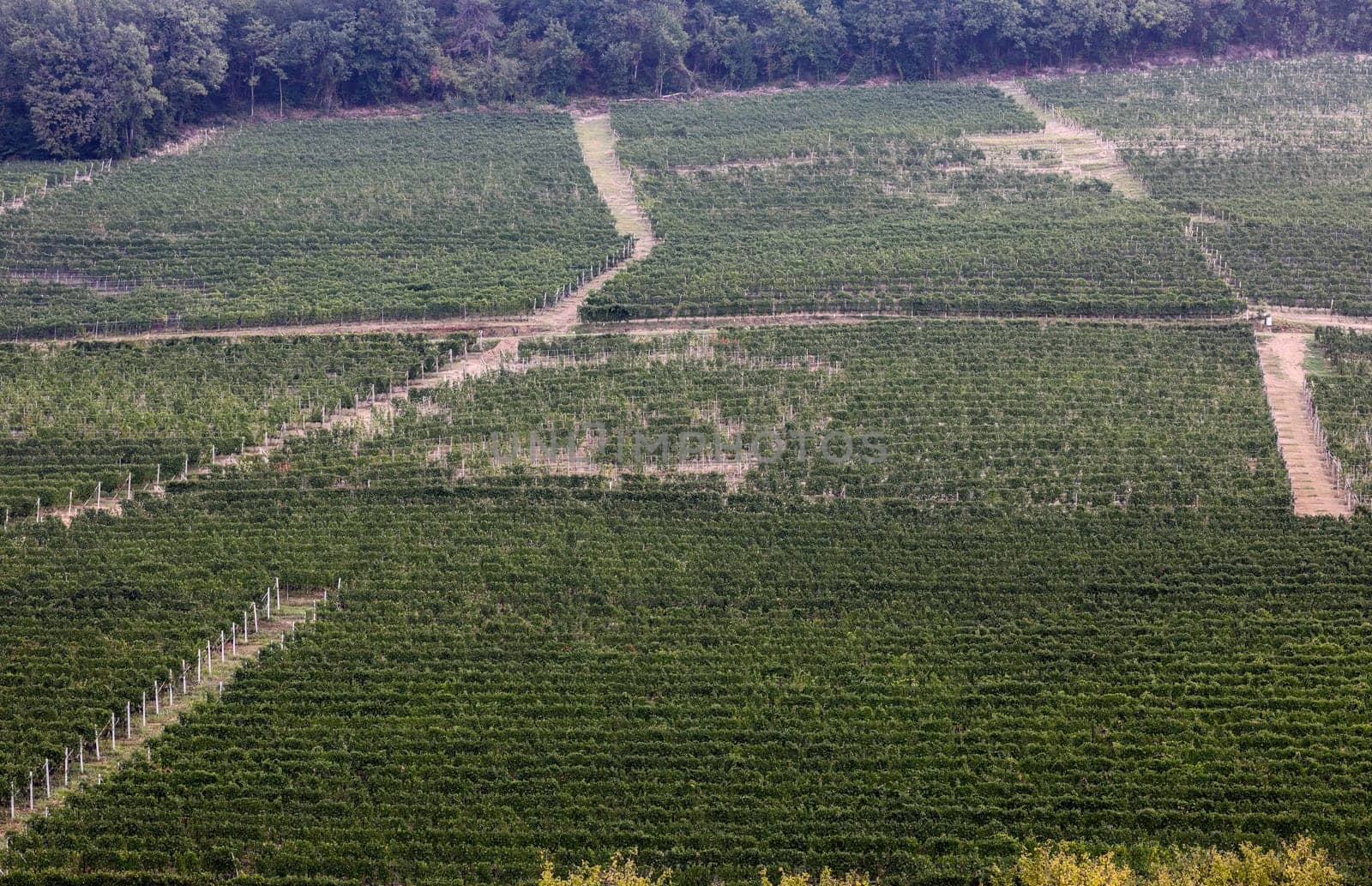 Langhe vineyards near Barolo and La Morra, Unesco Site, Piedmont, Italy