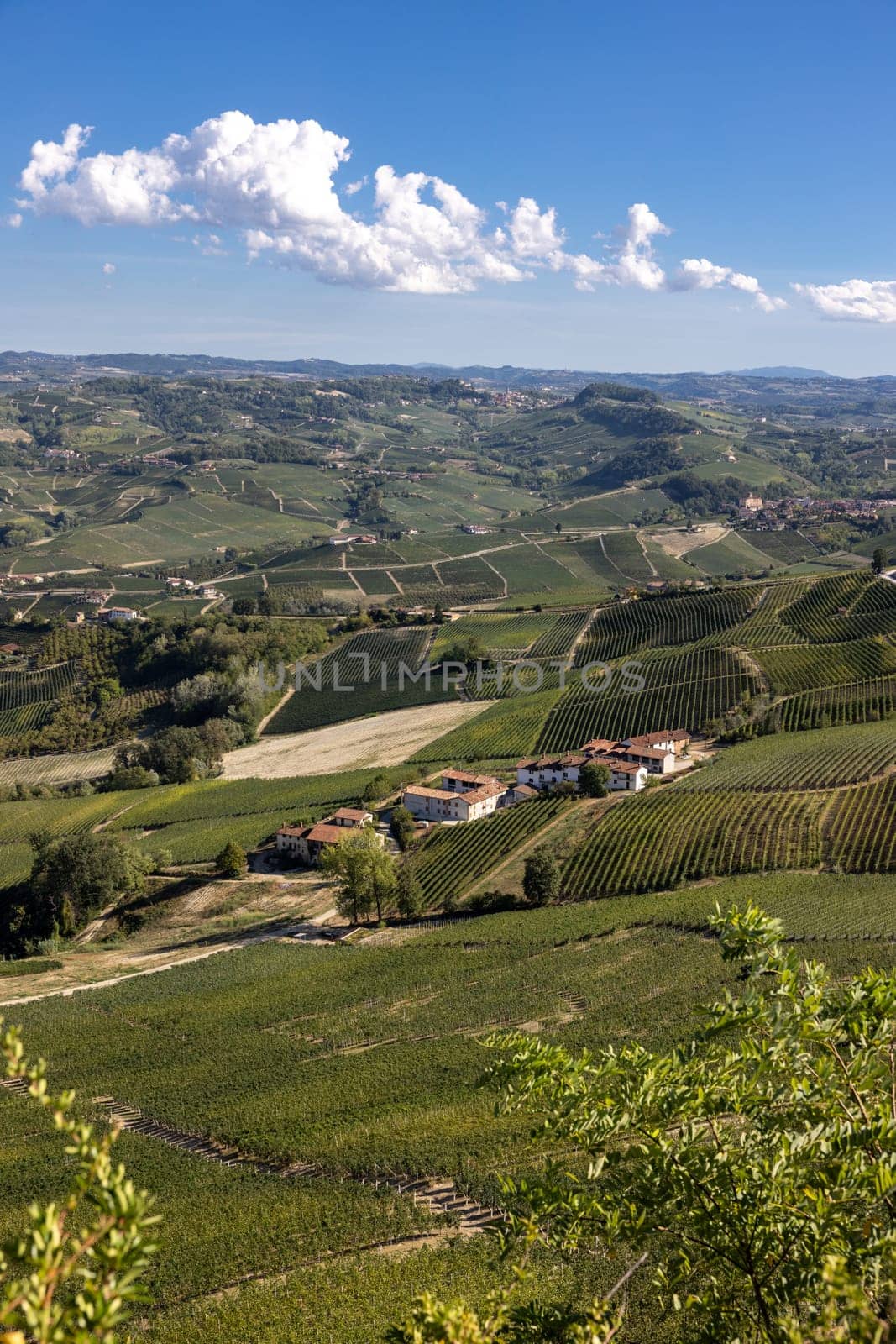 Langhe vineyards near Barolo and La Morra, Unesco Site, Piedmont, Italy