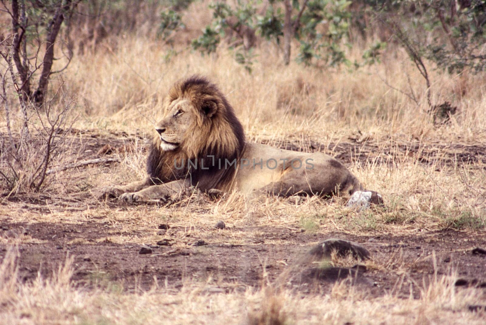 Lion (Panthera leo), Kruger National Park, Mpumalanga, South Africa