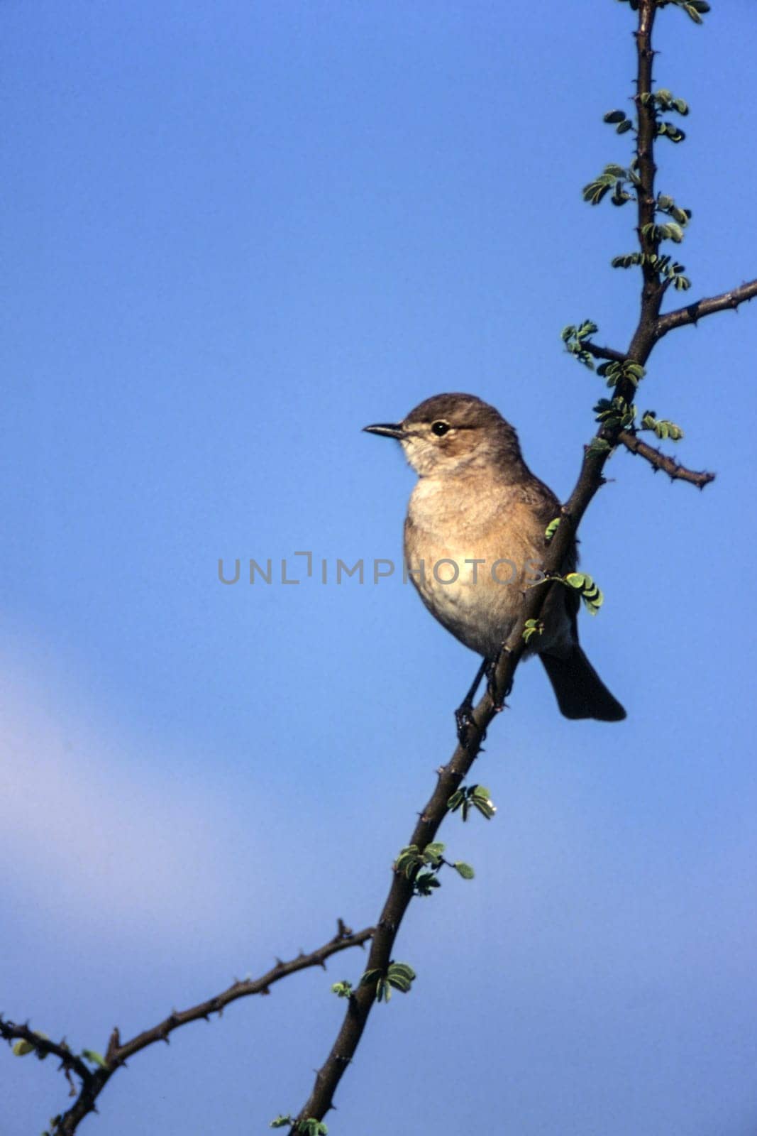 Willow Warbler (Phylloscopus trochilus), Central Kalahari Game Reserve, Ghanzi, Botswana, Africa