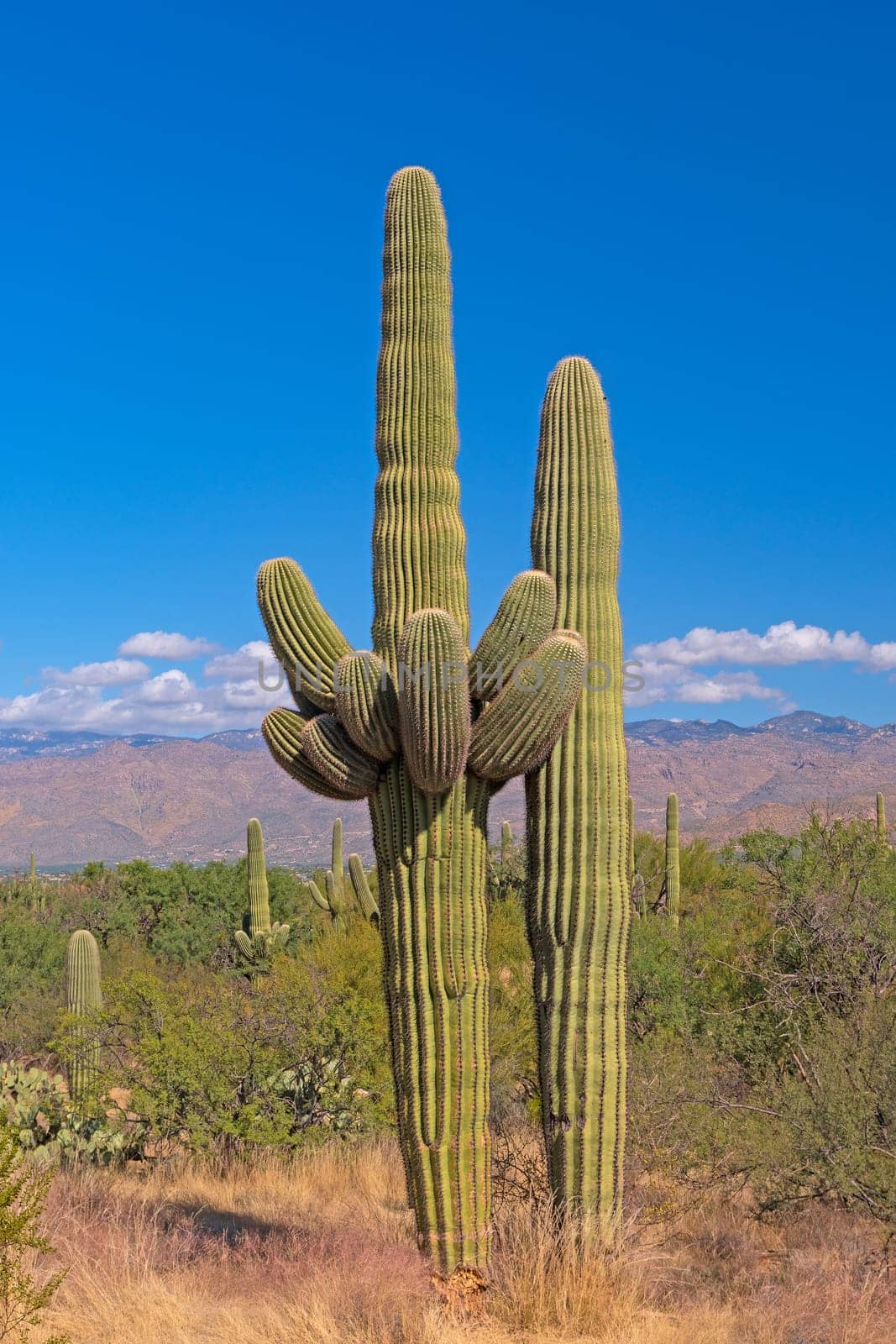 Multi Armed Saguaro in the Desert in the Saguaro National Park in Arizona
