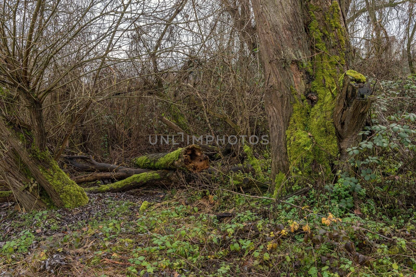 Rotten tree with dead wood at the lower Main river, Germany
