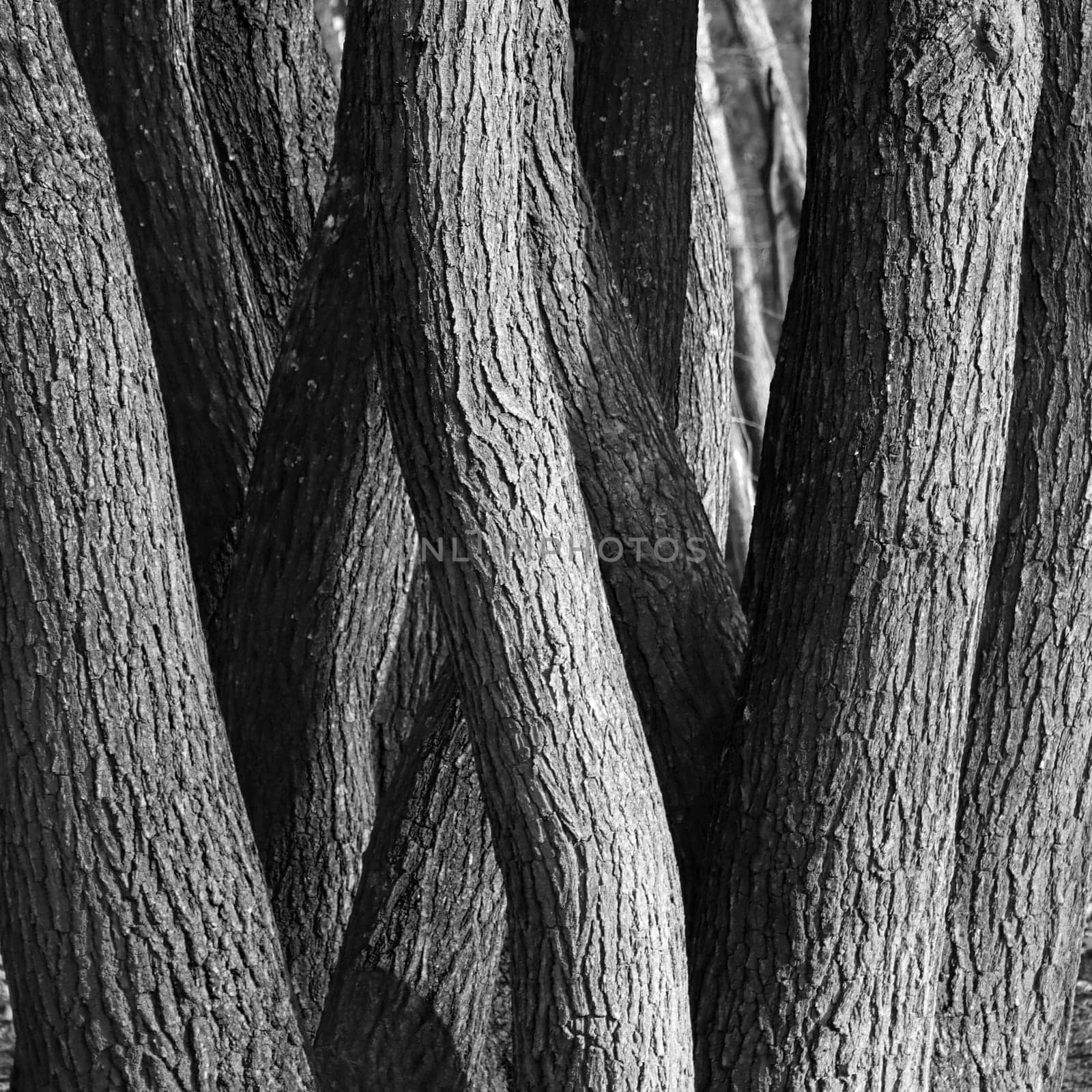 eng gewachsene Eichen (Quercus spec.) im Wald, Nordrhein-Westfalen, Deutschland, Mechernich
