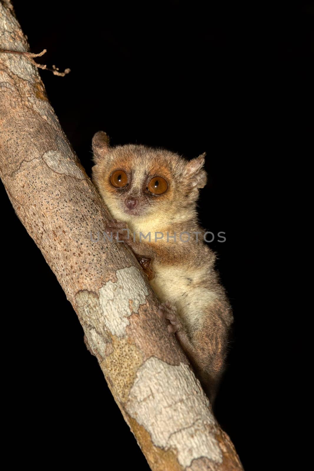 Cute small nocturnal Madame Berthe's mouse lemur (Microcebus berthae). Endangered species of nocturnal lemur hanged on tree trunk in natural habitat. Kirindy Forest. Madagascar wildlife animal.