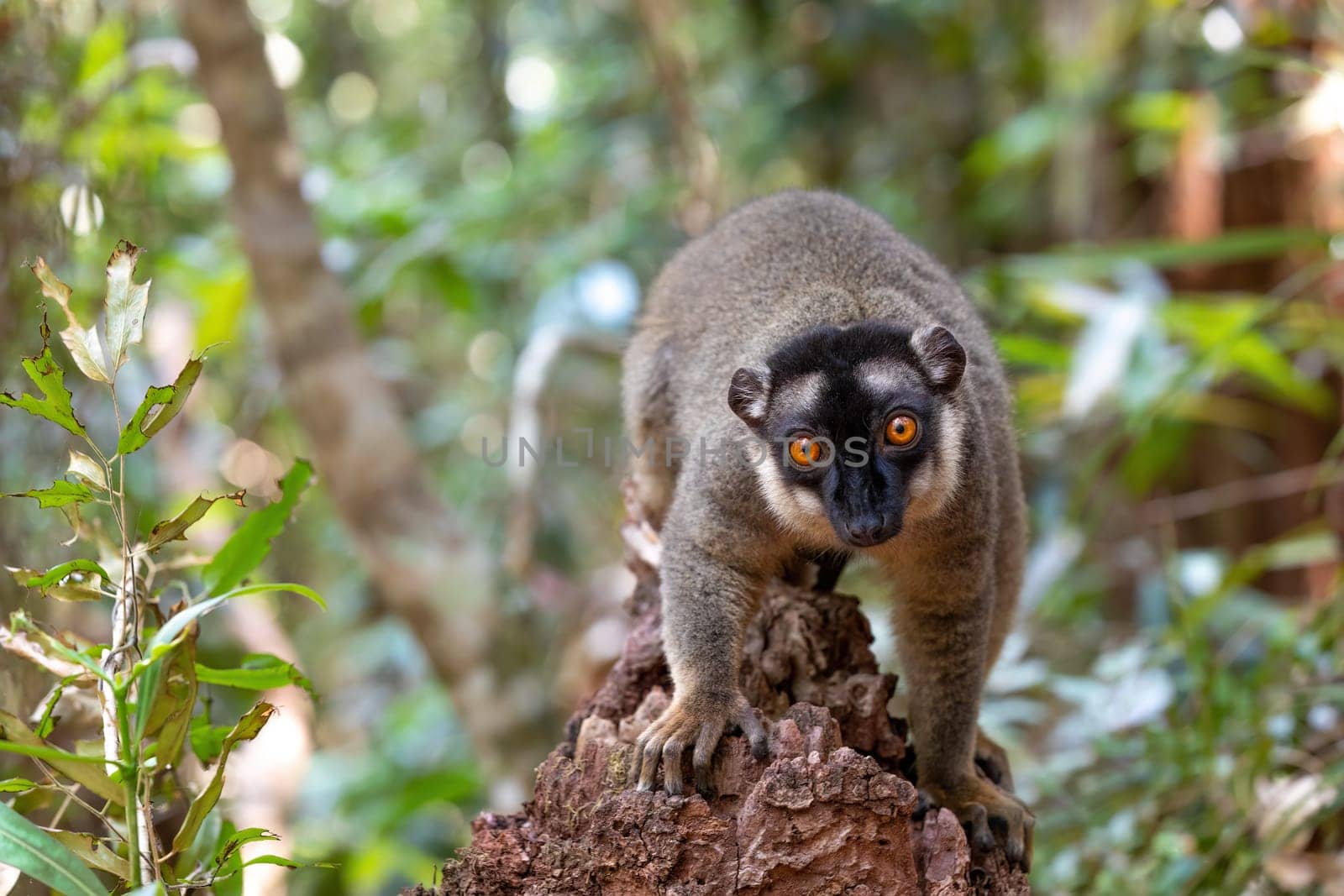 Cute Common brown lemur (Eulemur fulvus) with orange eyes. Endangered endemic animal on tree trunk in natural habitat, Reserve Peyrieras Madagascar Exotic, Madagascar wildlife animal.