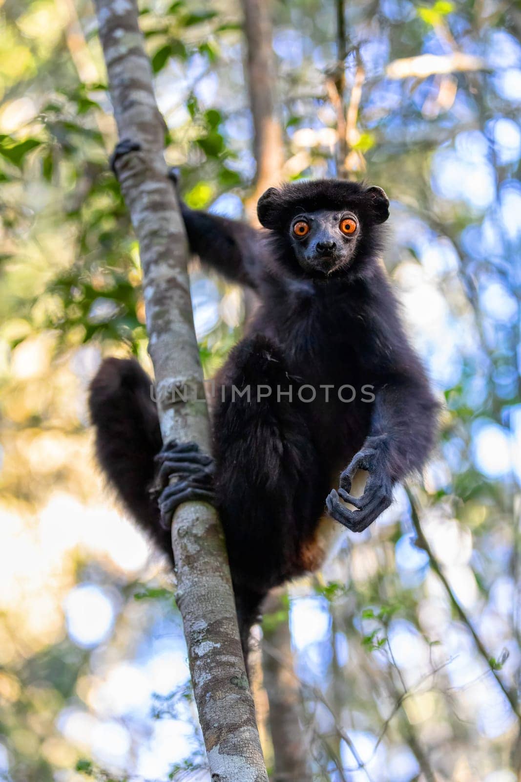 Lemur with black body, Milne-Edwards's sifaka (Propithecus edwardsi) or Milne-Edwards's simpona. Endangered endemic animal in rainforest. Ranomafana National Park. Madagascar wildlife animal.