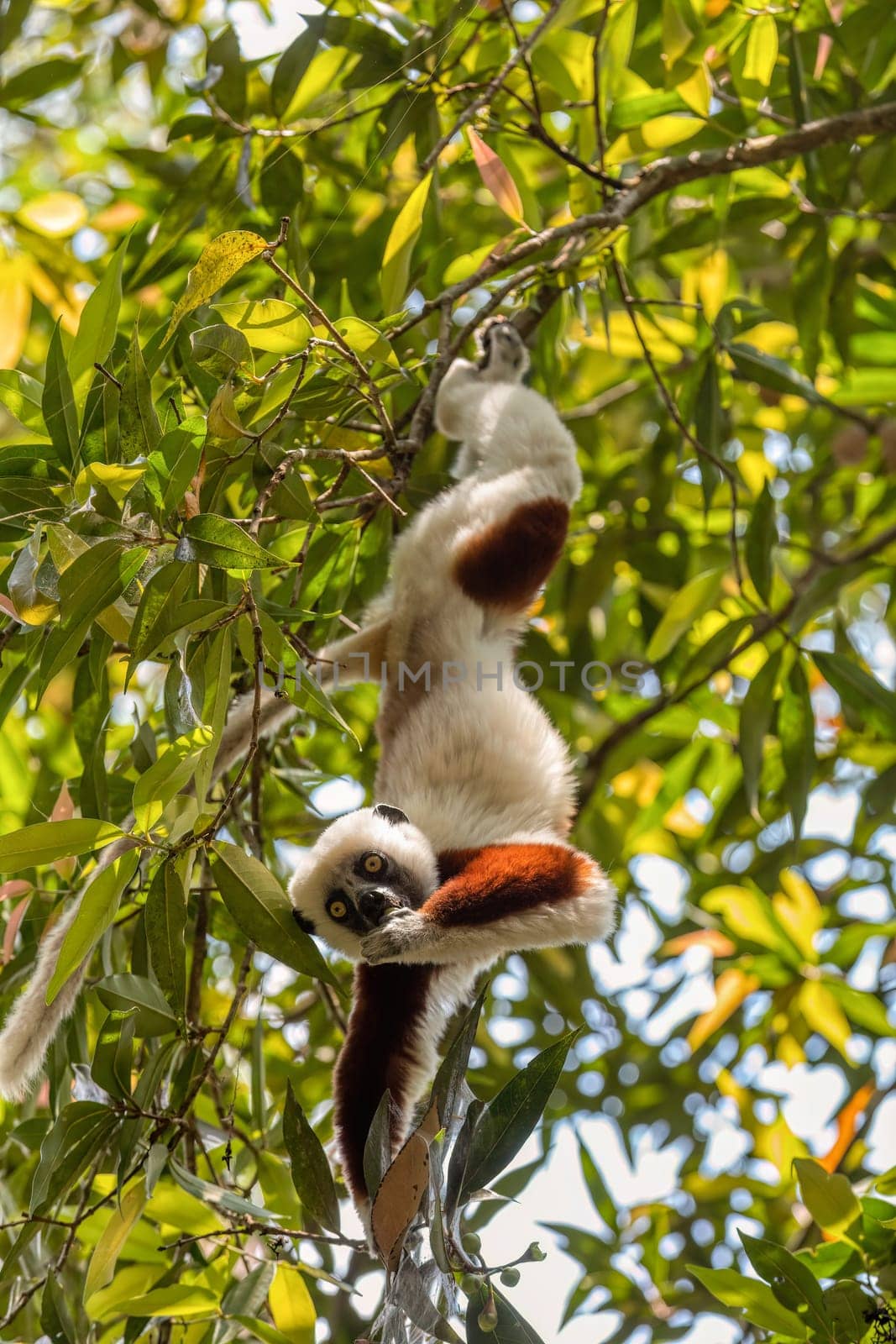Beautiful Coquerel's sifaka lemur, (Propithecus coquereli). Endangered endemic animal hanged on tree and feeding in natural habitat. Reserve Peyrieras Madagascar Exotic, Madagascar wildlife animal.