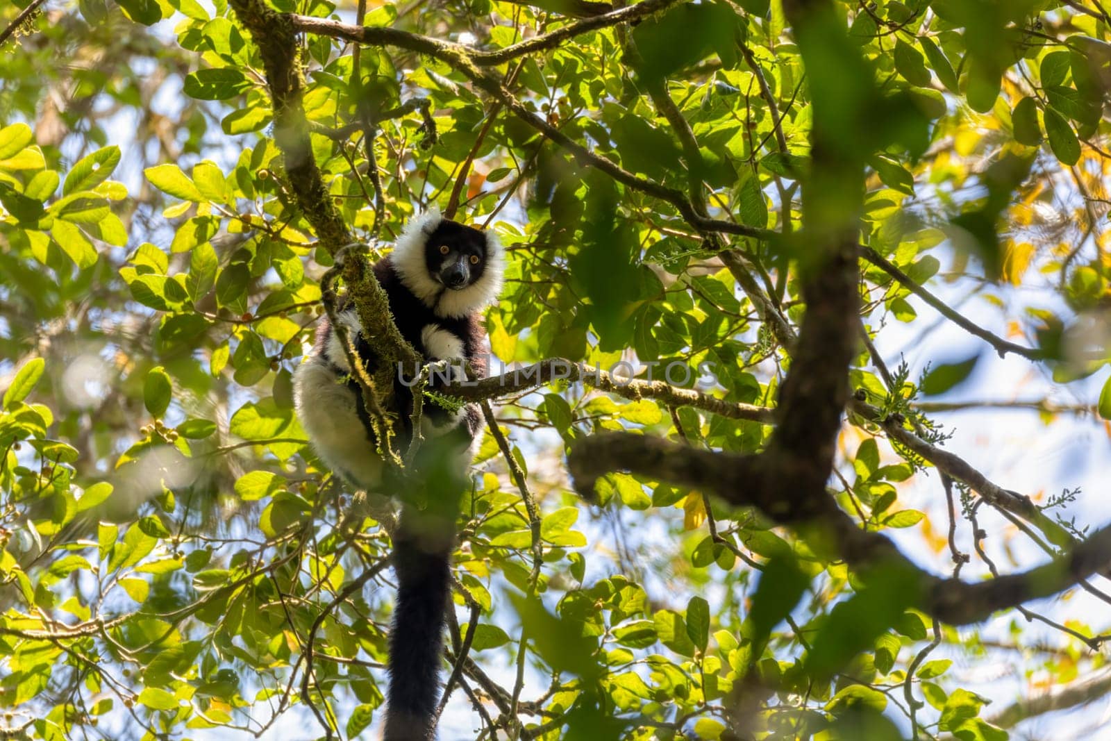 Endemic Black-and-white ruffed lemur (Varecia variegata subcincta), endangered species of ruffed lemur hanged on treetop in natural habitat. Ranomafana National Park. Madagascar wildlife animal.