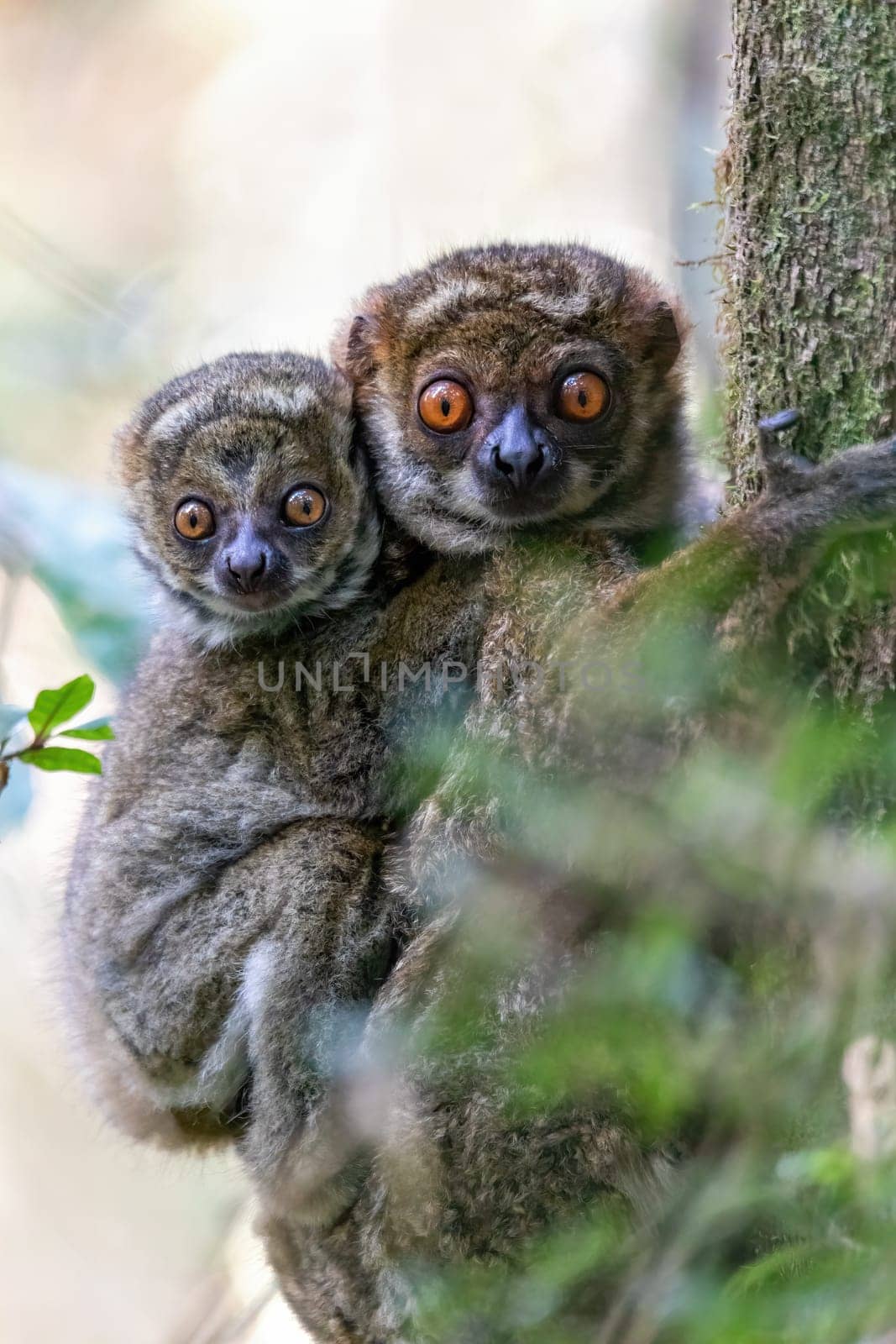 Avahi, Peyrieras' Woolly Lemur (Avahi peyrierasi), Endangered endemic animal on tree, mother with baby on back. Ranomafana National Park. Madagascar wildlife animal.
