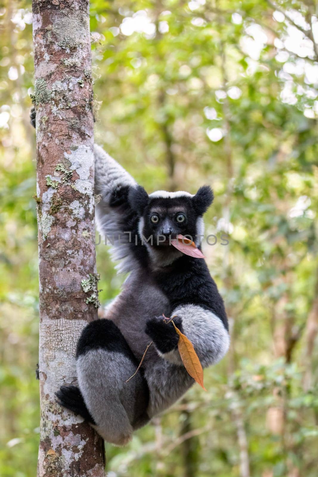 Largest living lemur Indri, (Indri Indri), called the babakoto, Endangered endemic animal on tree and feeding . Andasibe-Mantadia National Park - Analamazaotra, Madagascar wildlife animal.