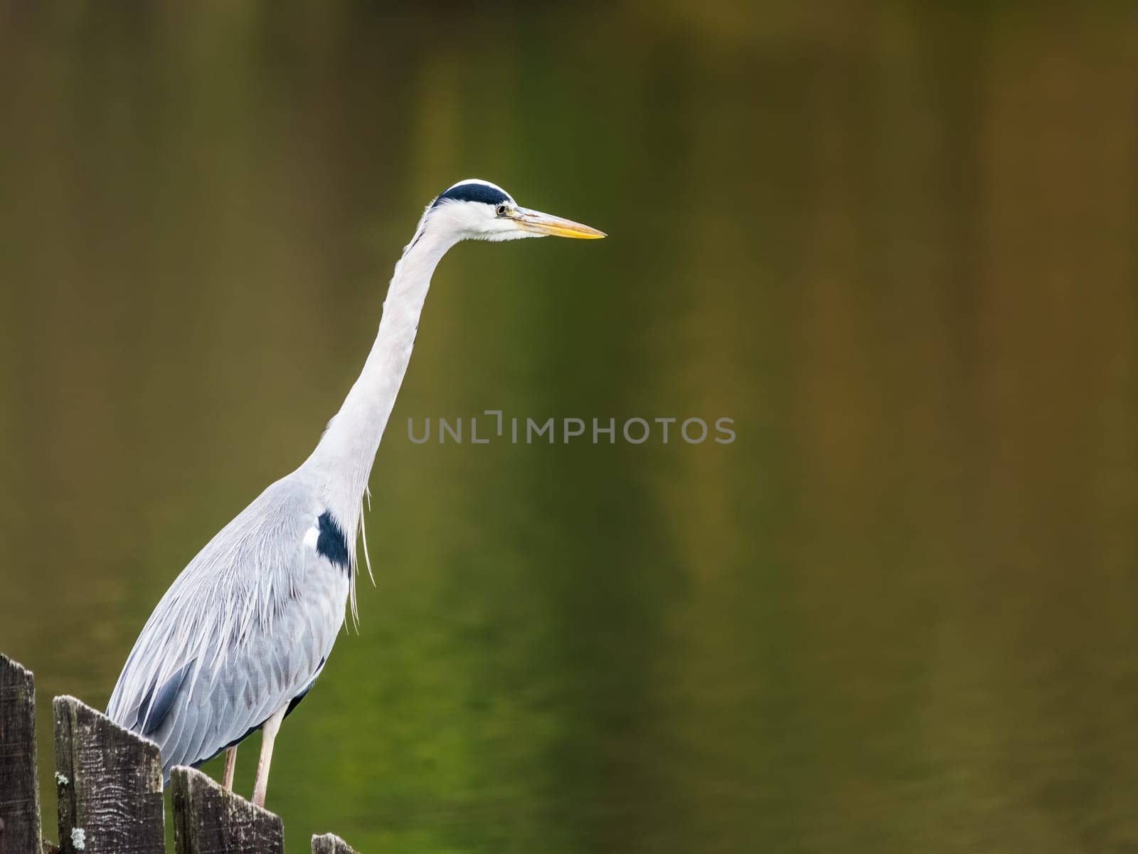 blue heron on a lake