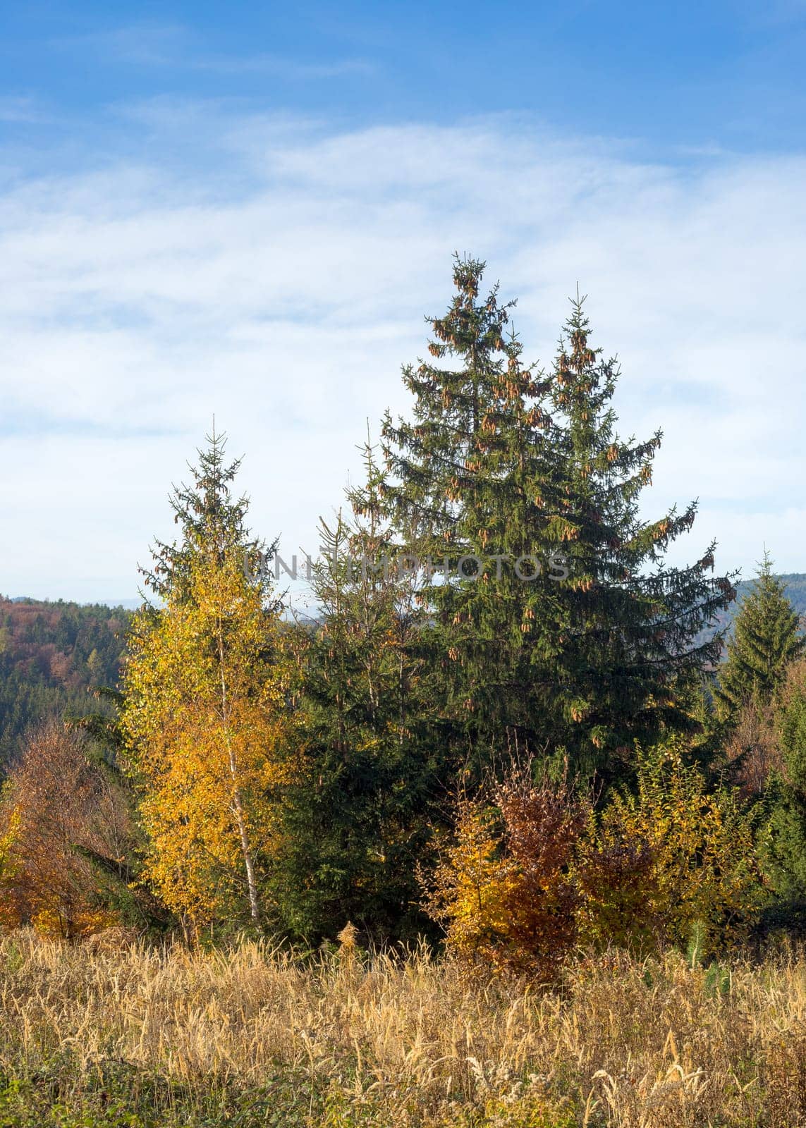 Scenic natural forest landscape in the morning