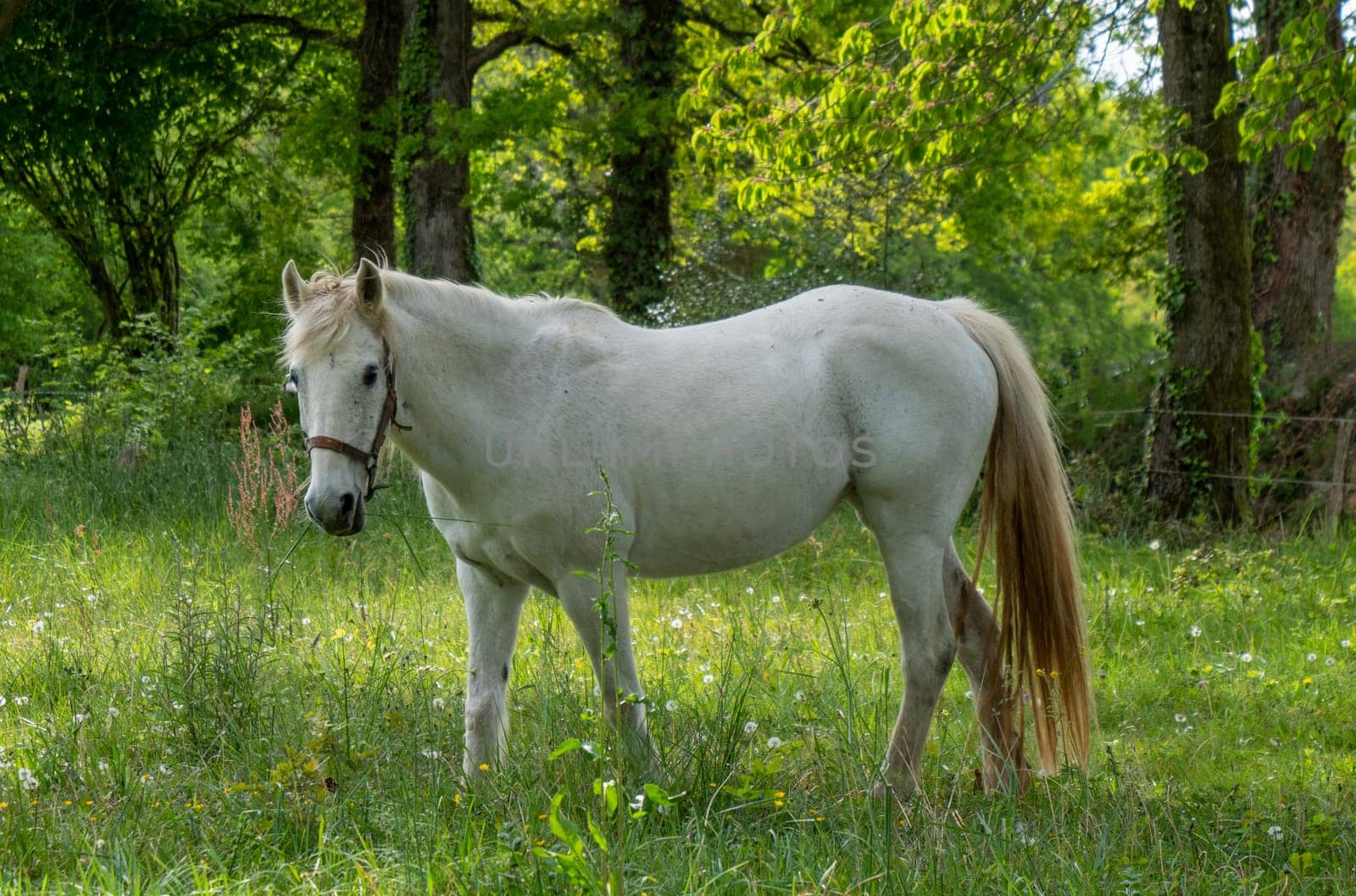 white horse in the forest, summer time
