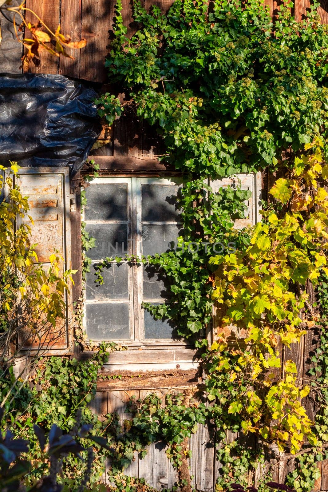 Autumn foliage color with an old window
