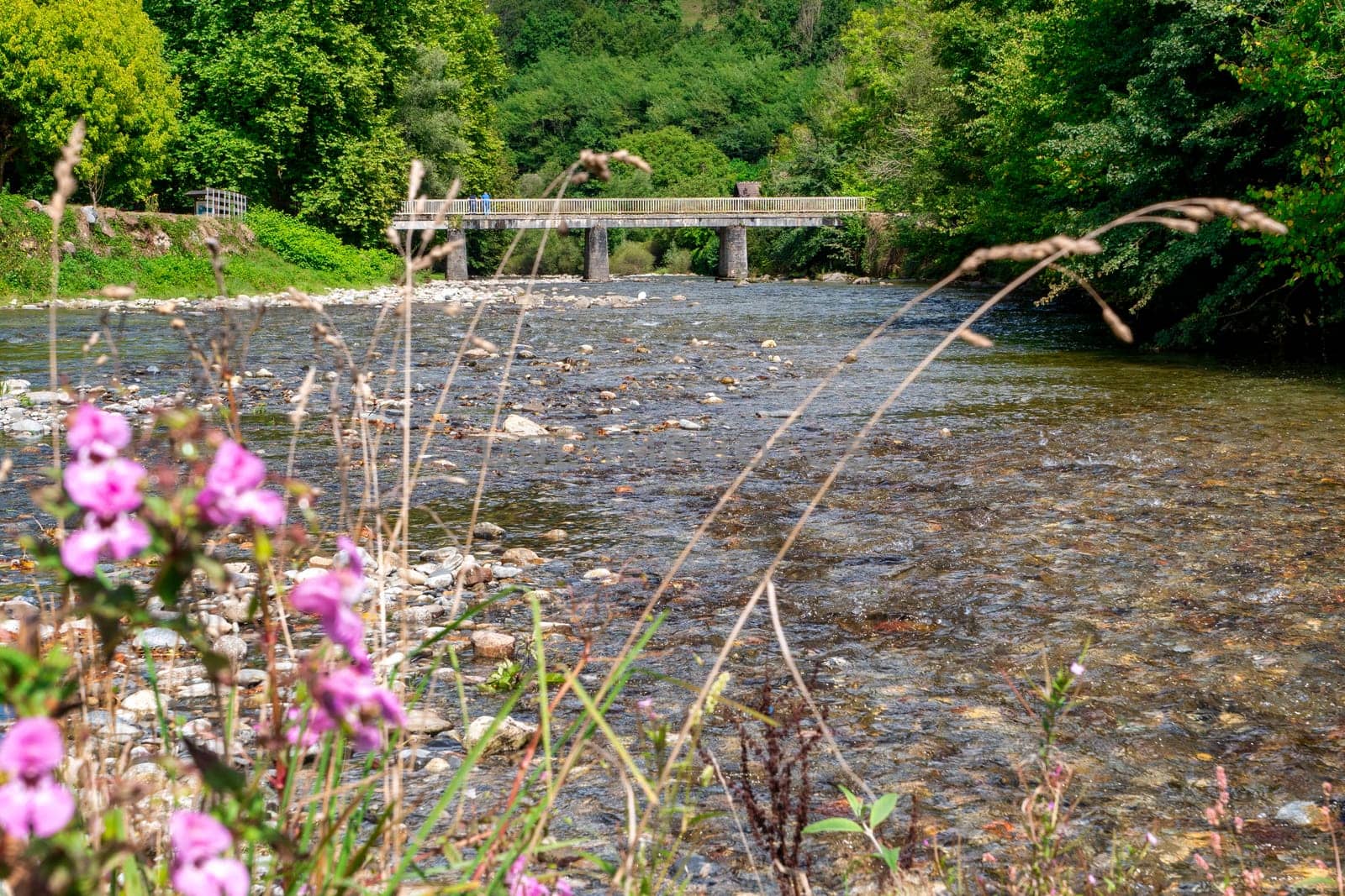 a view of river with flowers