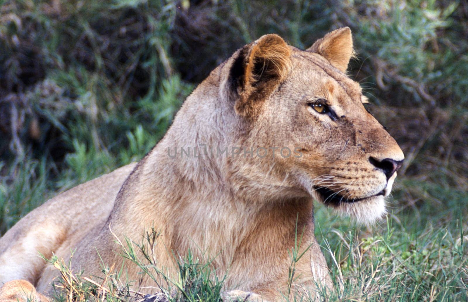Lion (Panthera leo), Moremi Wildlife Reserve, Ngamiland, Botswana, Africa