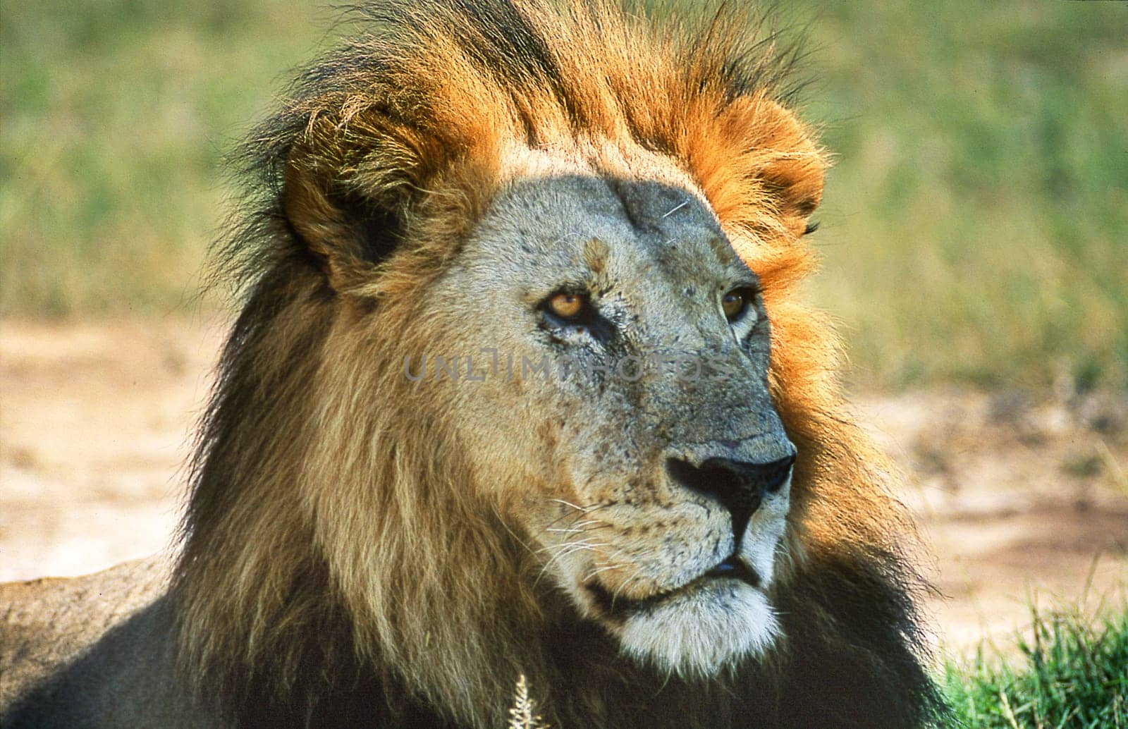 Lion (Panthera leo), Moremi Wildlife Reserve, Ngamiland, Botswana, Africa