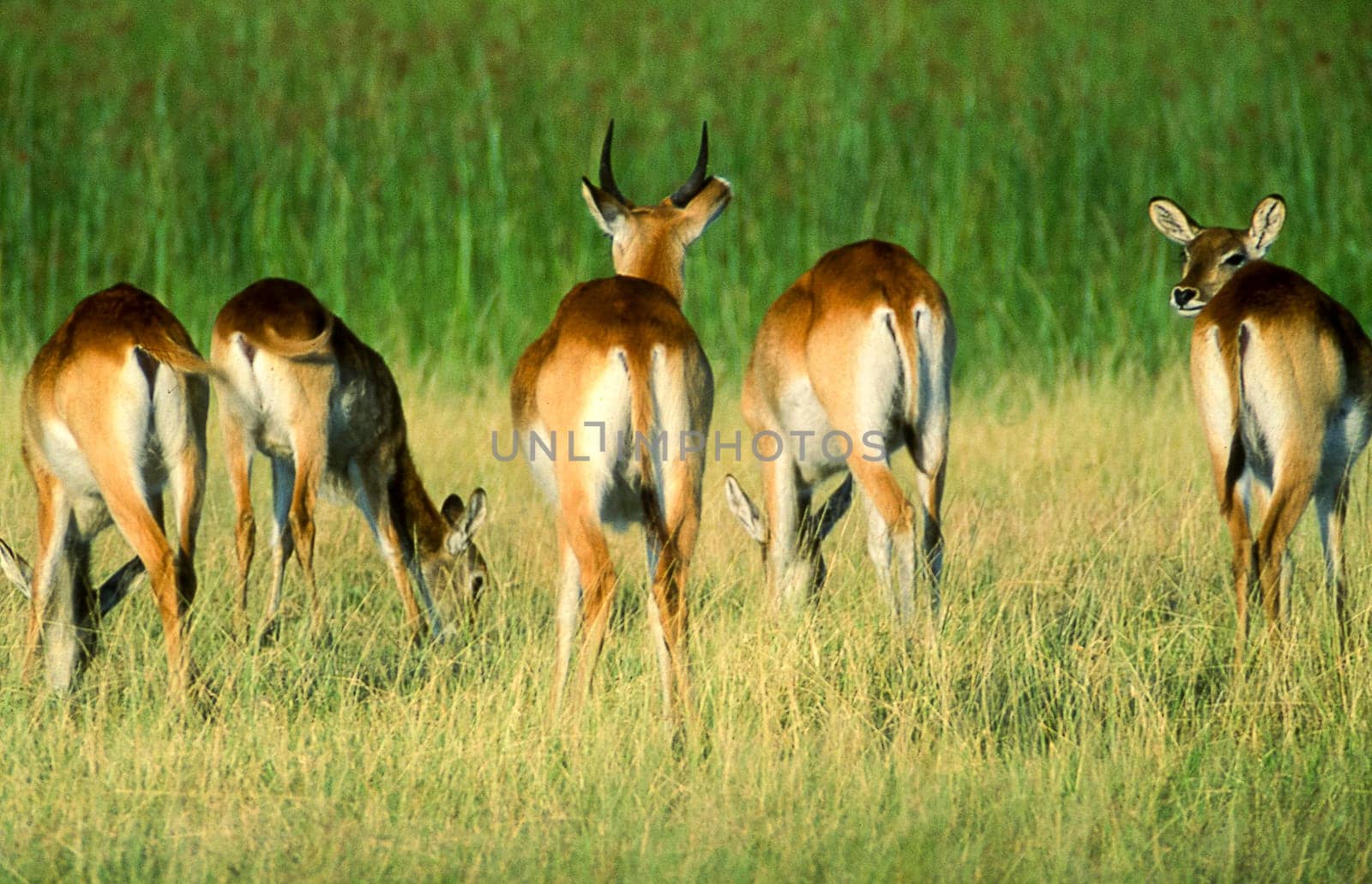 Lechwe (Kobus leche), Moremi Wildlife Reserve, Ngamiland, Botswana, Africa