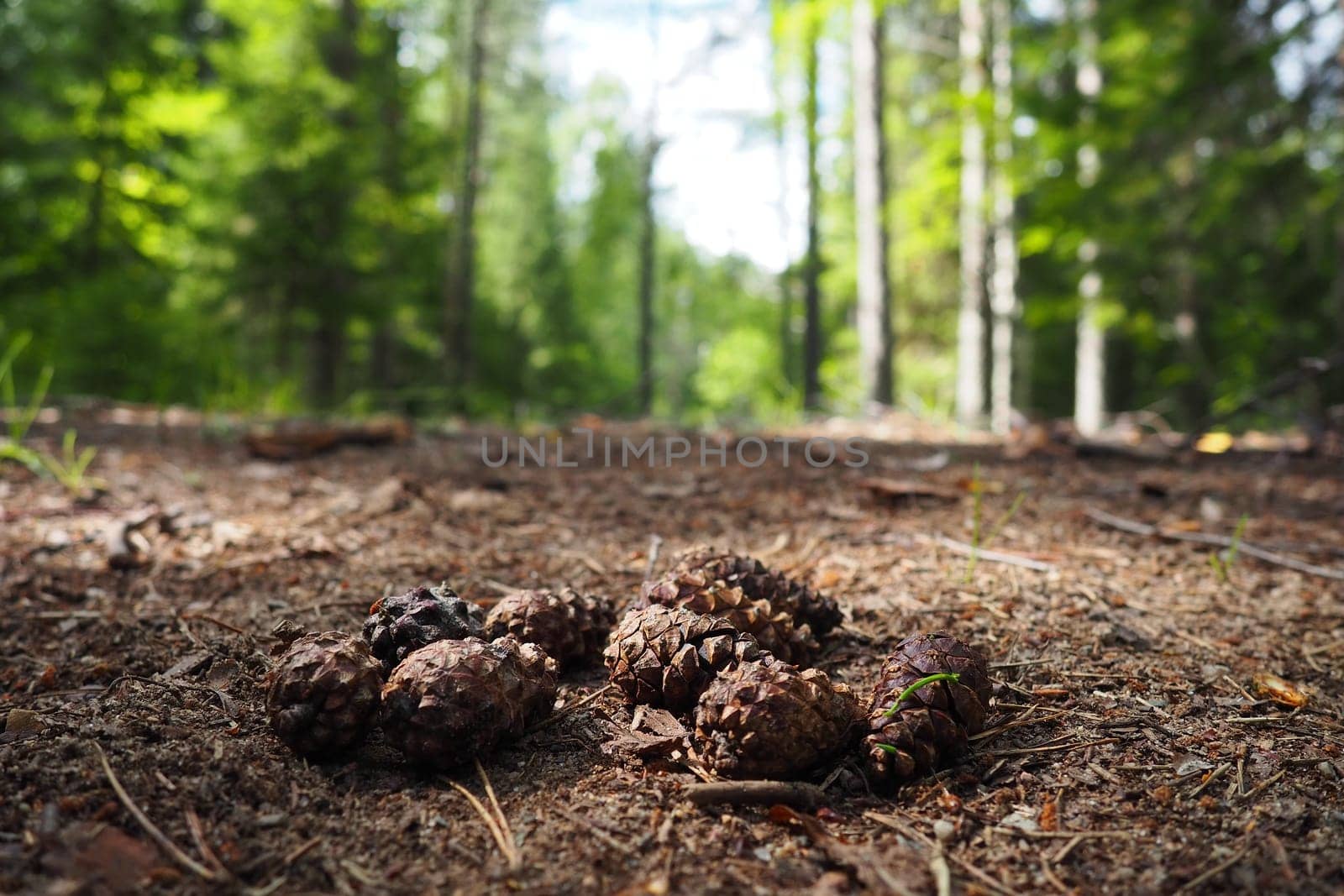 Pine or spruce cones lie on old dried up foliage and on pine needles. close-up. Forest path in a coniferous forest. Green trees in the background. The theme of ecology and forest conservation.