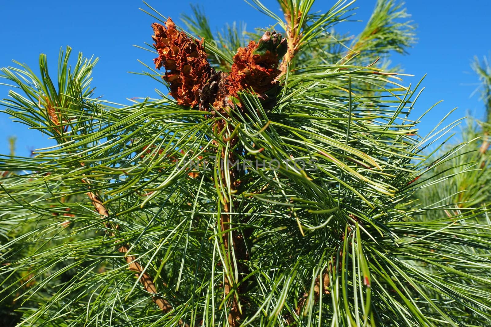 Pine branches at the golden hour in the evening. Pinus pine, a genus of conifers and shrubs in the pine family Pinaceae. Wildlife taiga of Karelia in summer
