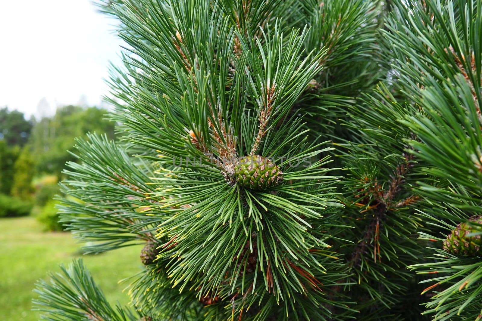 Pine branches at the golden hour in the evening. Pinus pine, a genus of conifers and shrubs in the pine family Pinaceae. Wildlife taiga of Karelia in summer