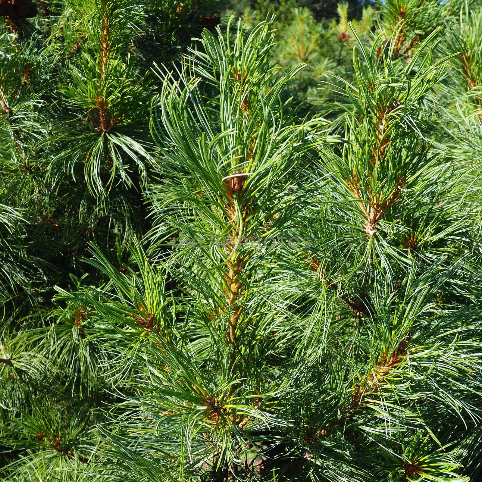 Pine branches at the golden hour in the evening. Pinus pine, a genus of conifers and shrubs in the pine family Pinaceae. Wildlife taiga of Karelia in summer