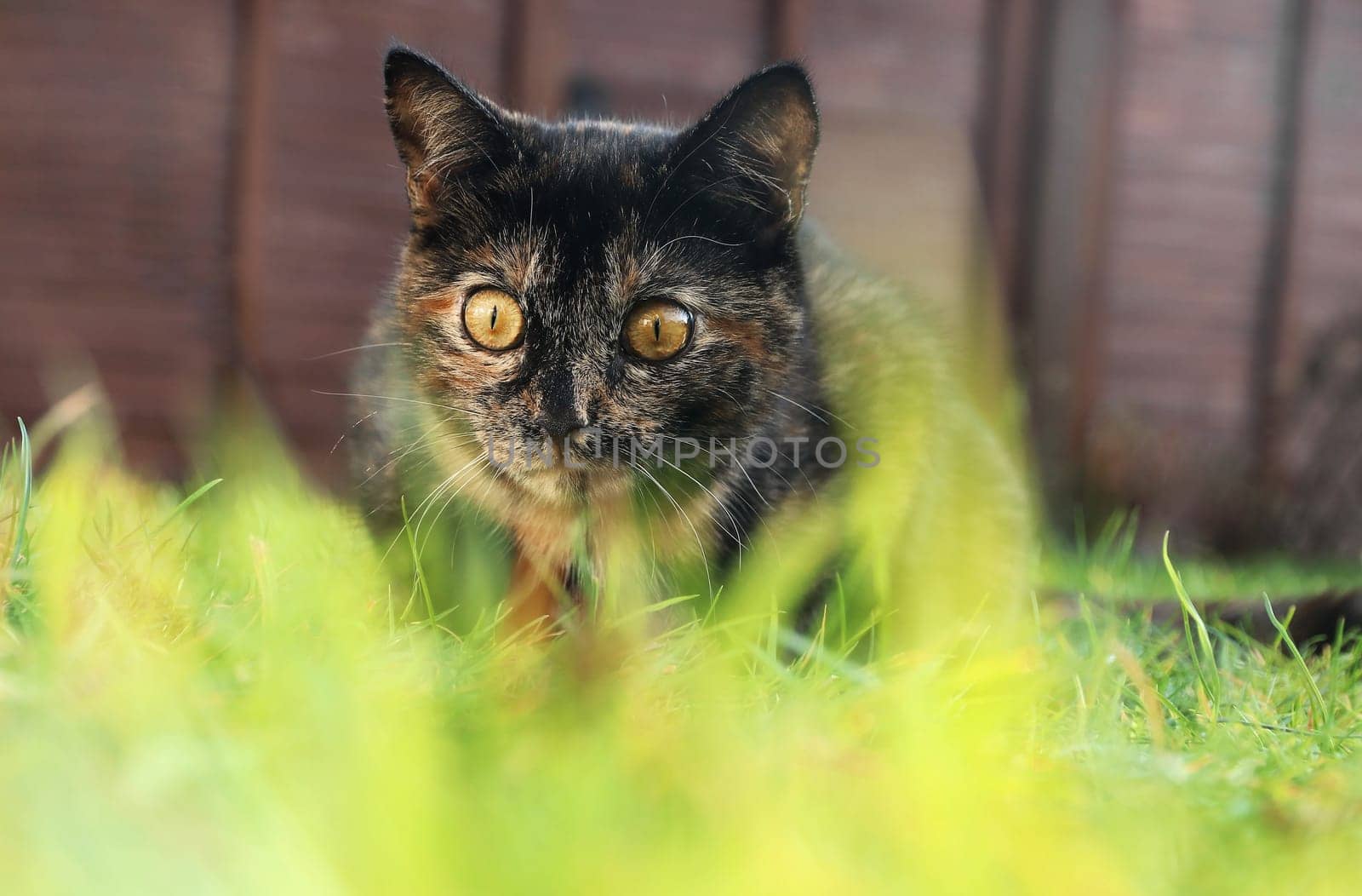 A three color young cat with golden eyes playing in the grass