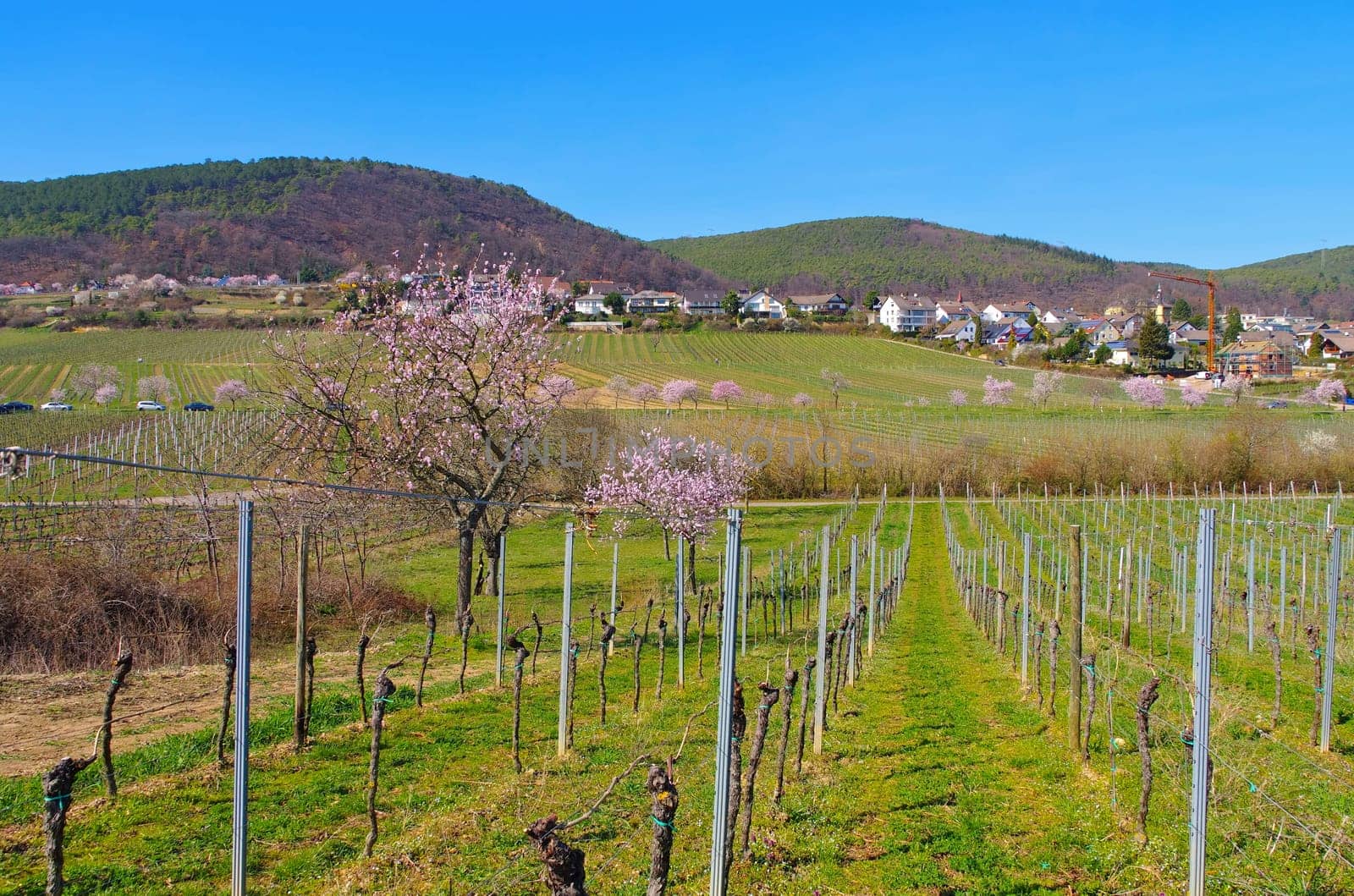 landscape around Gimmeldingen during the almond blossom in spring , Germany