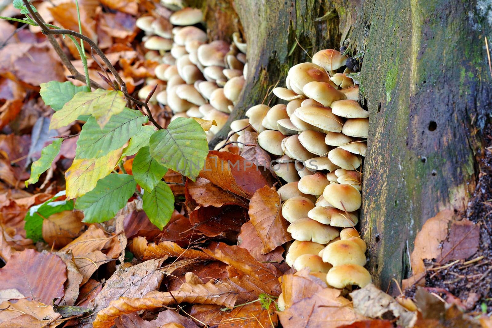 clustered woodlover or Hypholoma fasciculare in autumn forest