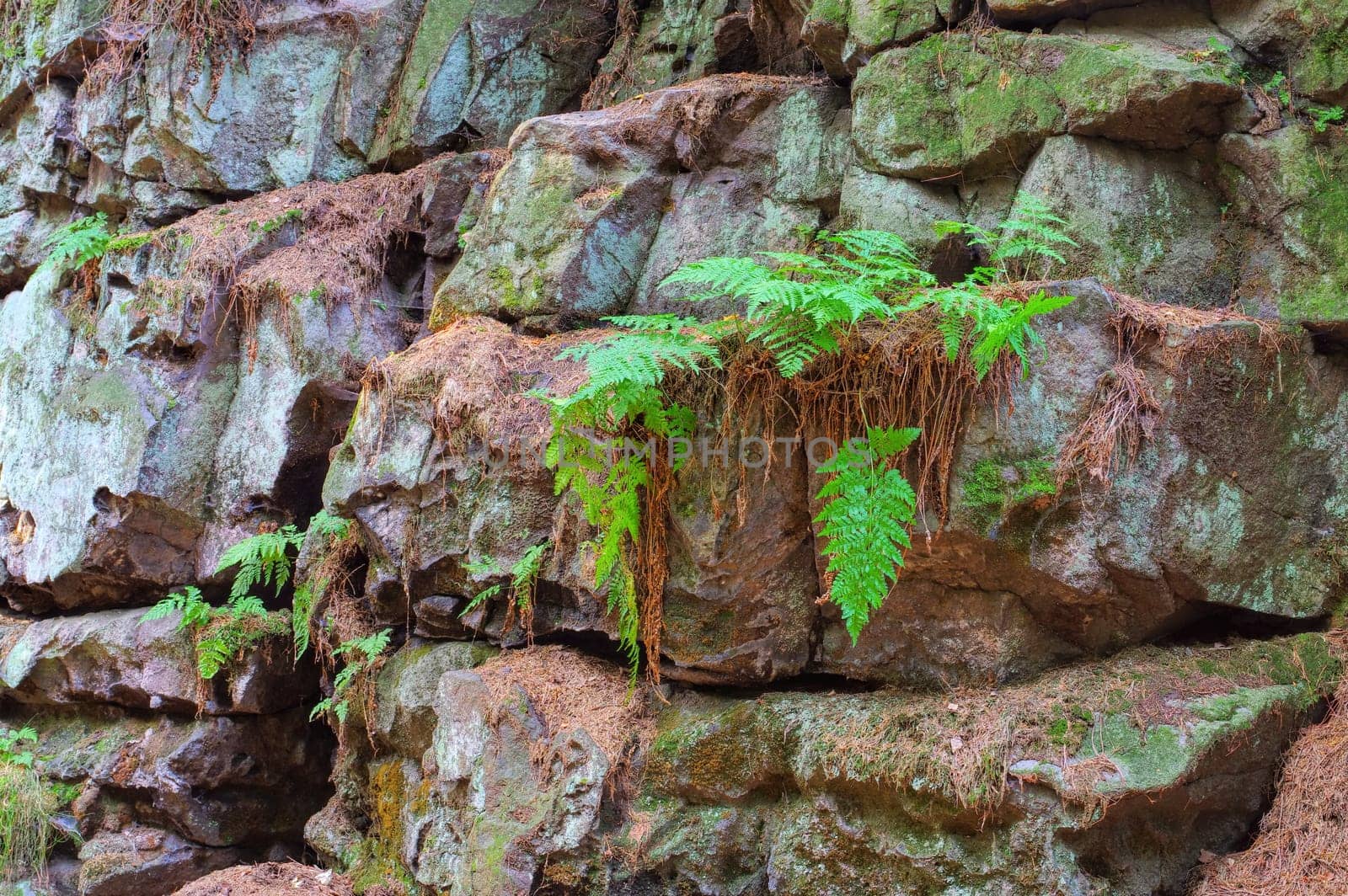 wood fern on a rock wall