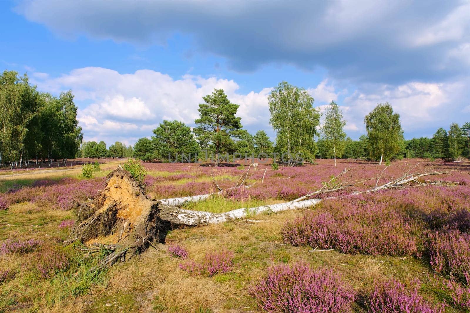 Heath landscape with flowering Heather, Calluna vulgaris and hiking path