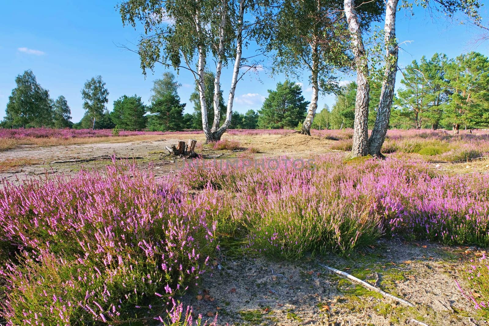 Heath landscape with flowering Heather, Calluna vulgaris and hiking path