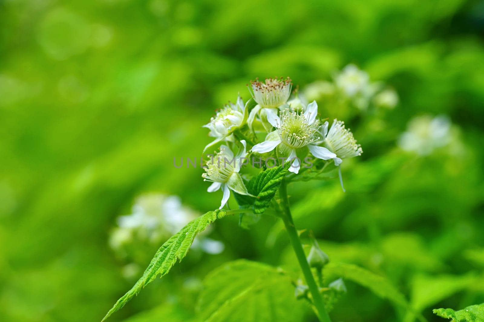 flower from Raspberry in spring