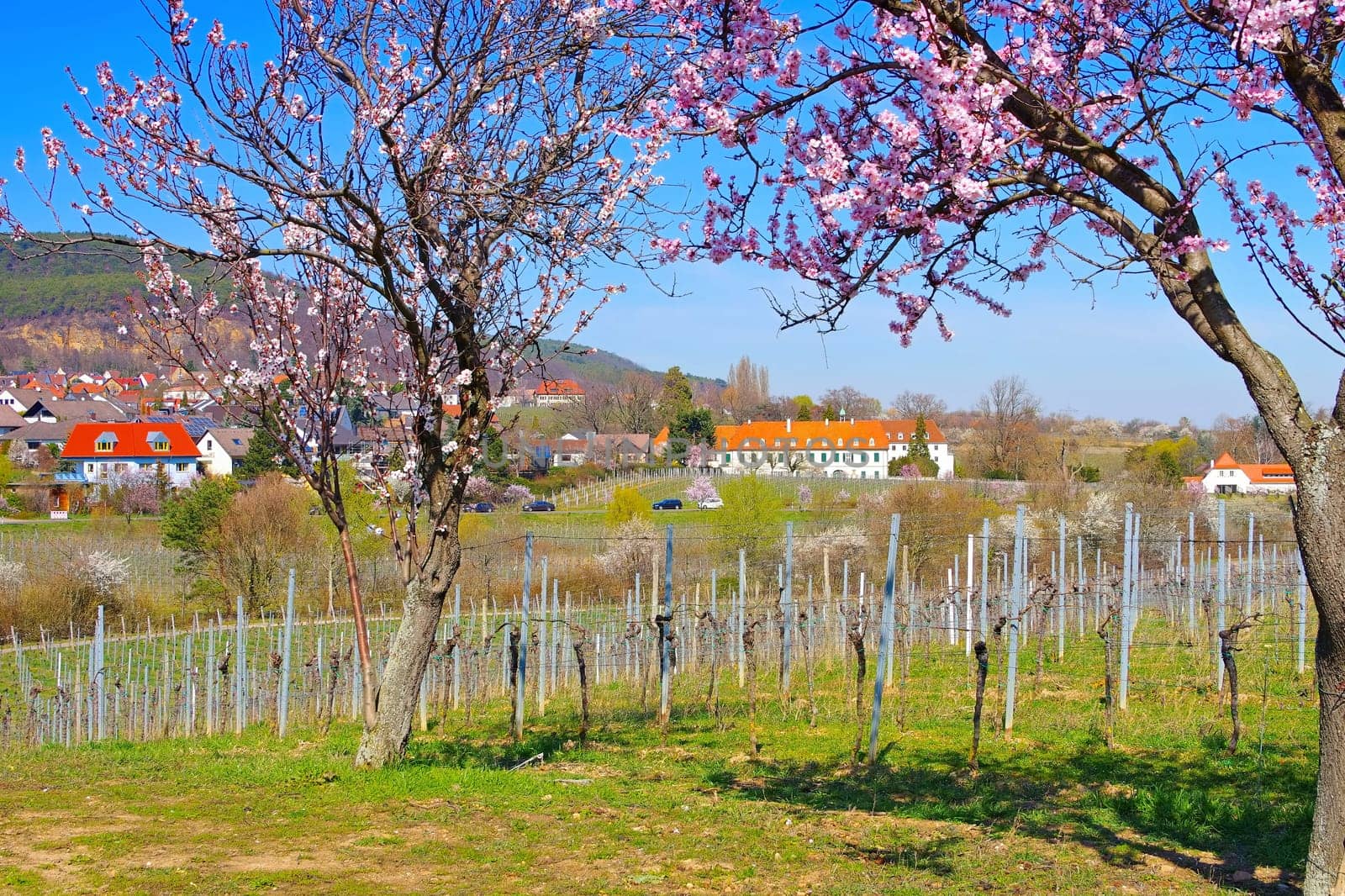 monastery Hildebrandseck in Gimmeldingen during the almond blossom, Germany