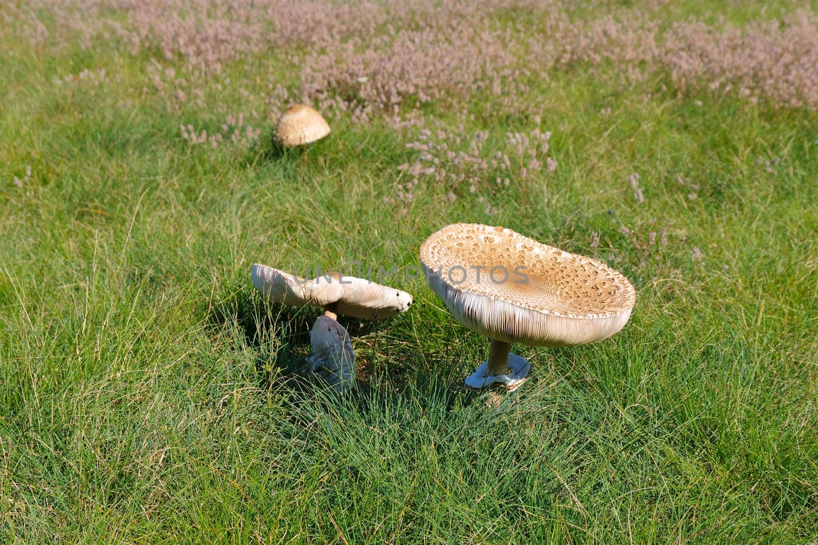 Parasol mushrooms in autumn on a meadow