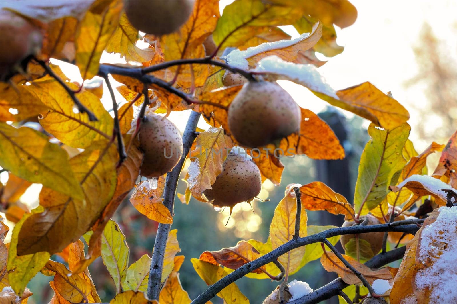 many common medlar on tree with snow, autumn
