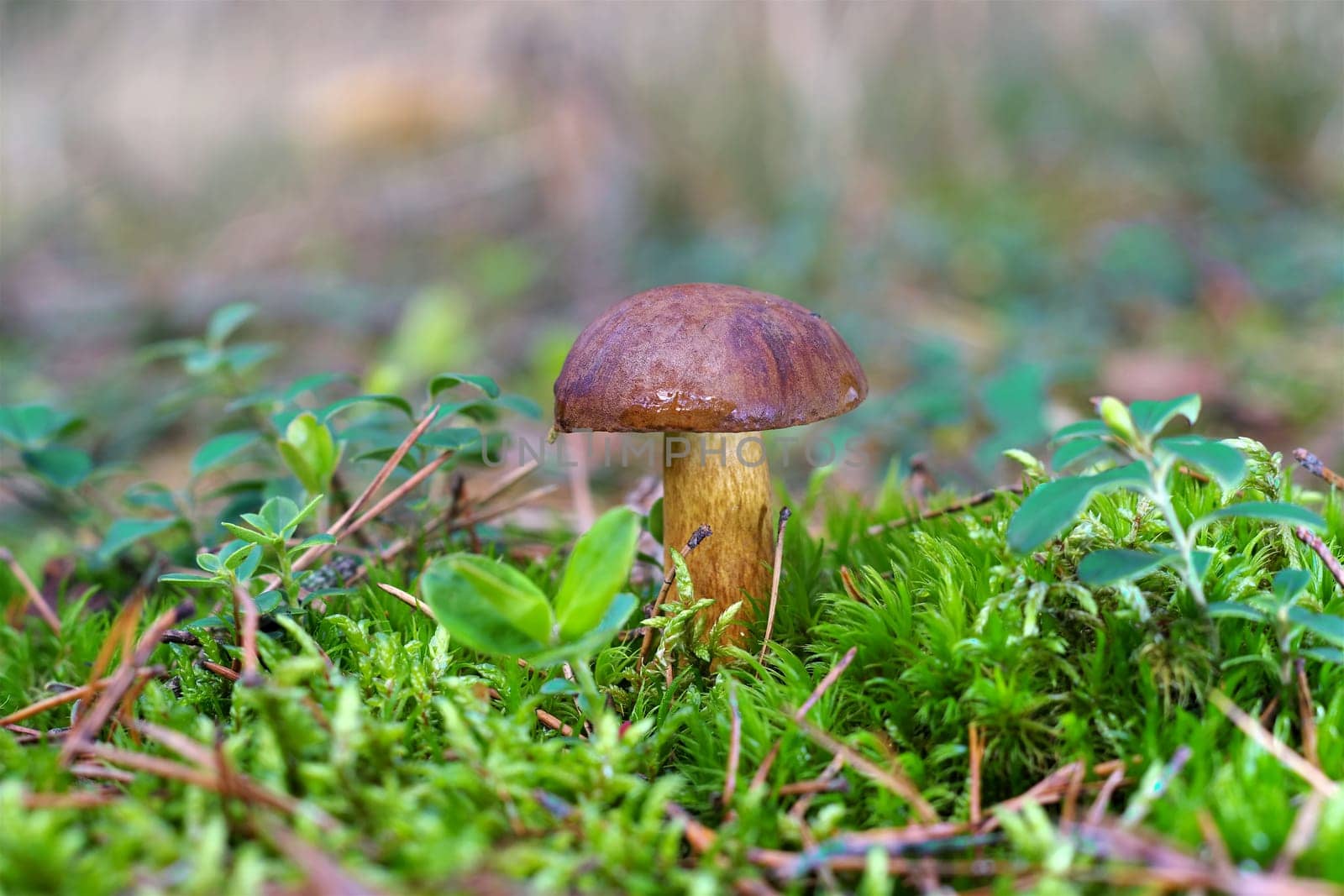 Bay Bolete mushroom in autumn forest