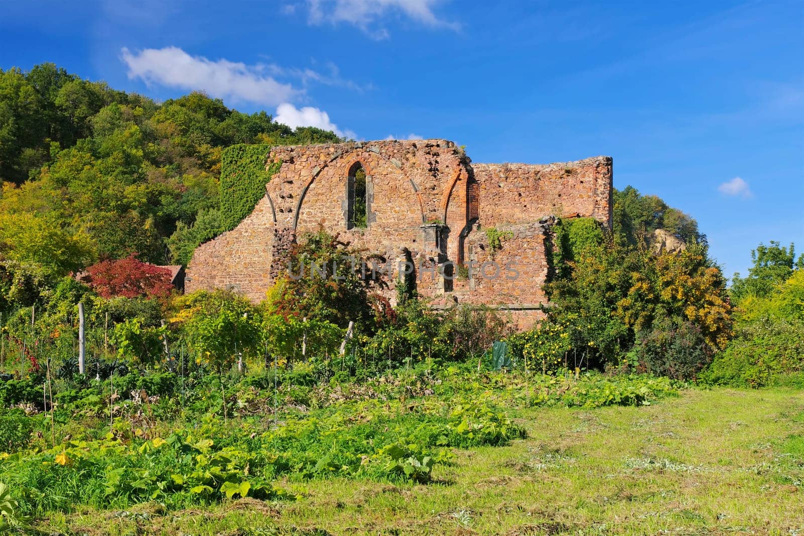 Meissen Monastery ruin Heilig Kreuz and orchard with apple trees
