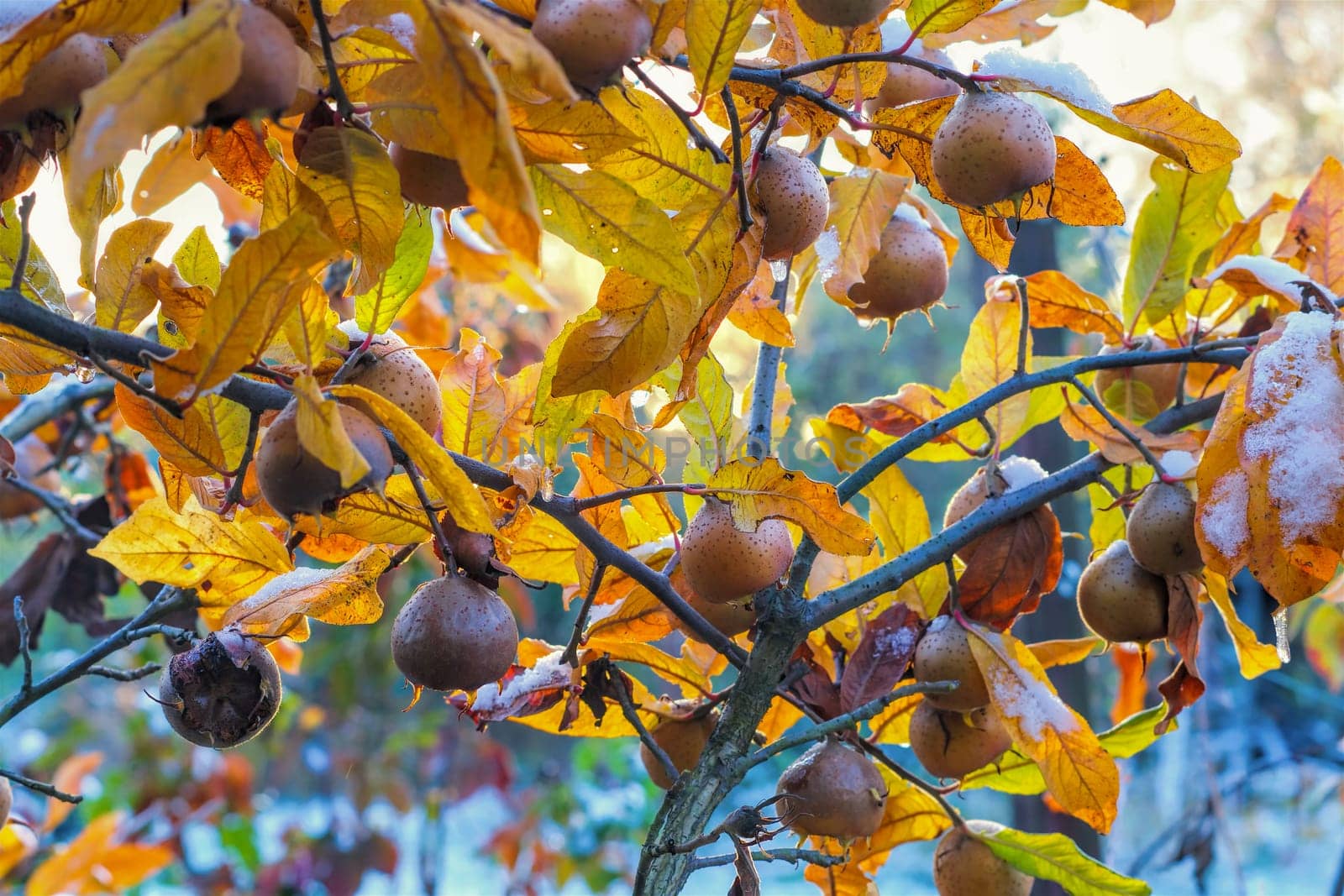 many common medlar on tree with snow, autumn